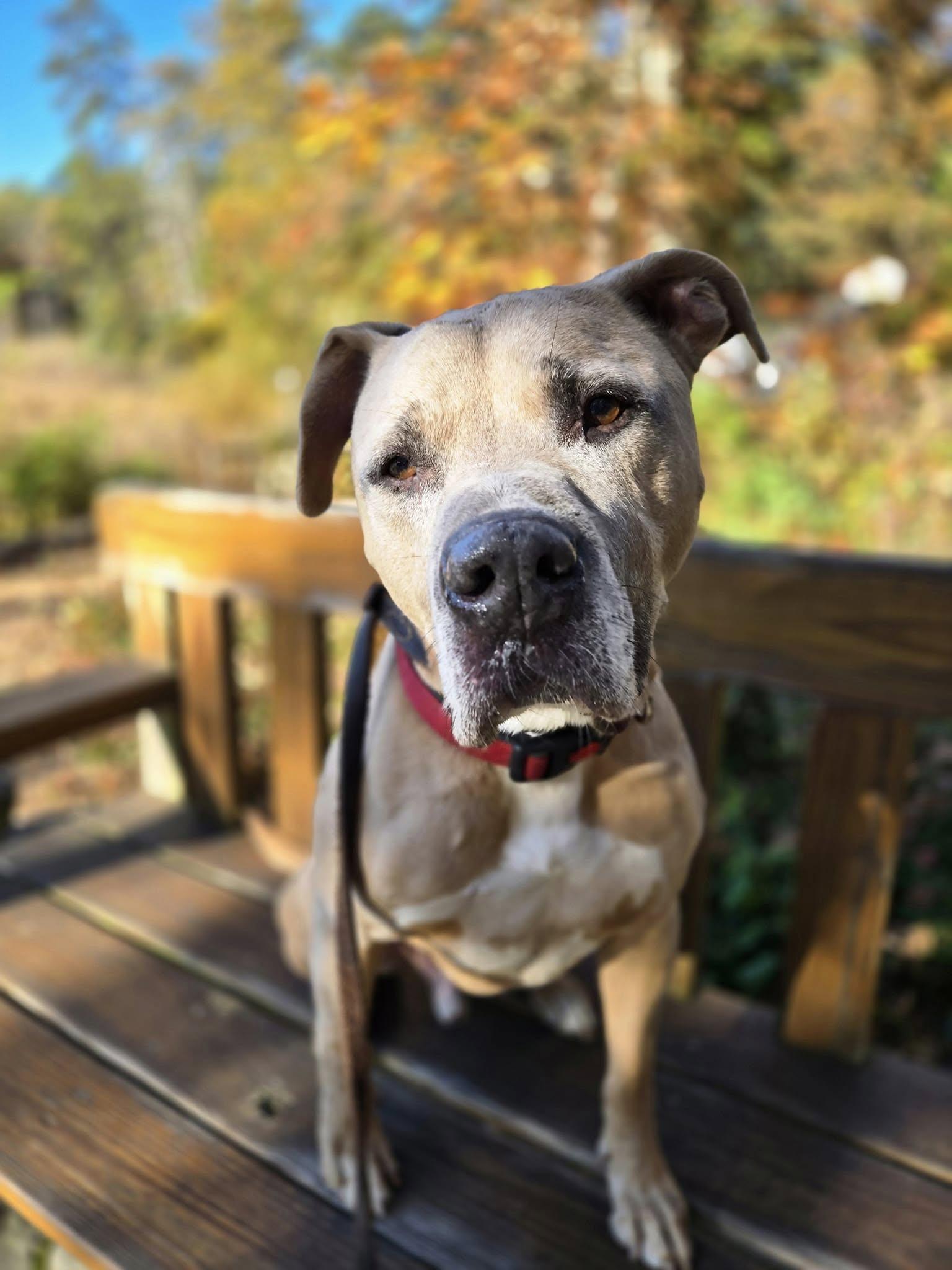 Enlarge Lennox, a Adoptable mixed breed in Severn, MD image 4/6