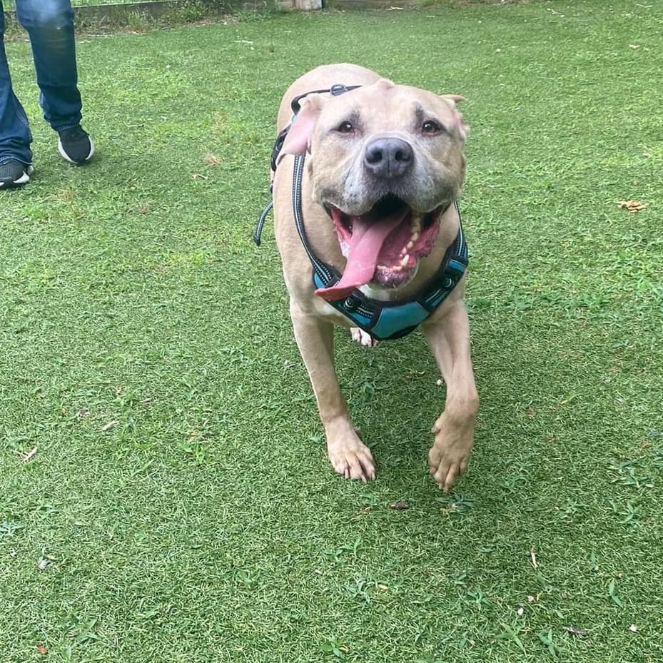 Enlarge Lennox, a Adoptable mixed breed in Severn, MD image 6/6