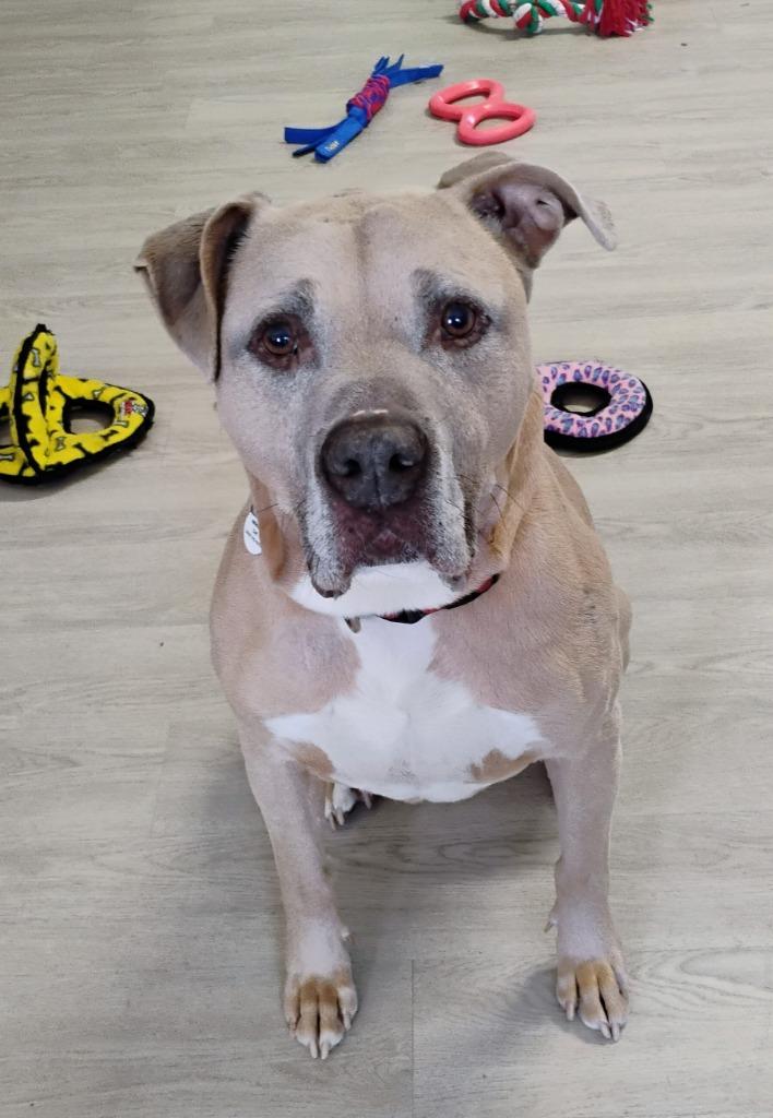 Enlarge Lennox, a Adoptable mixed breed in Severn, MD image 3/6