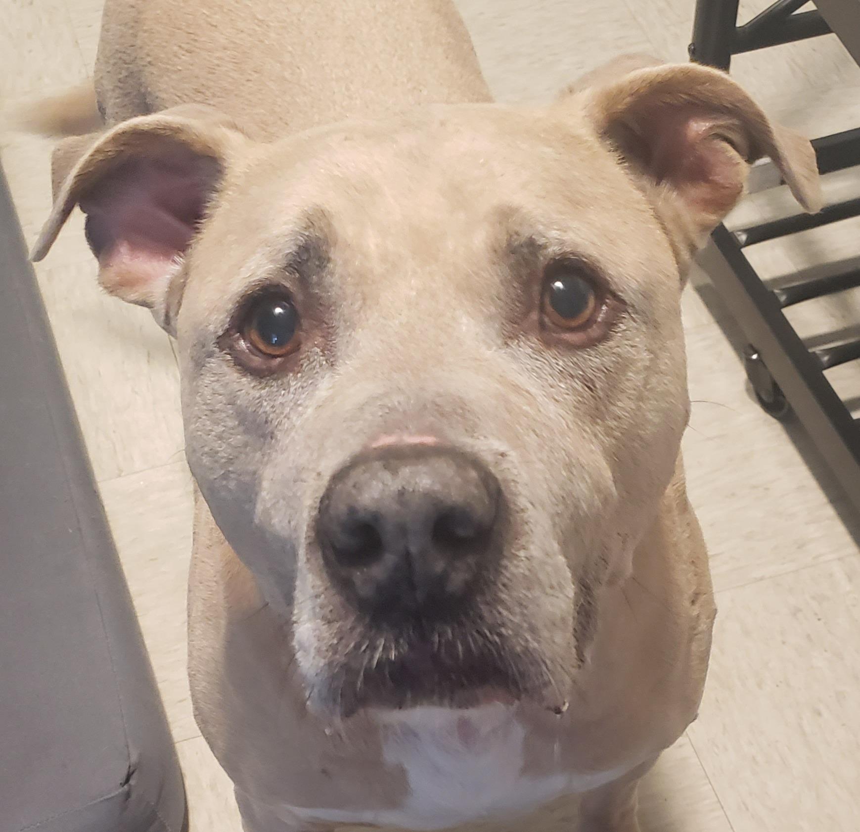 Enlarge Lennox, a Adoptable mixed breed in Severn, MD image 1/6