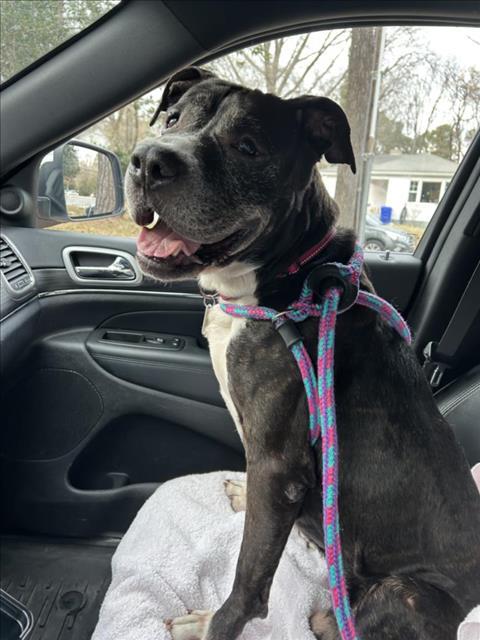 Enlarge CEASAR, a Adoptable mixed breed in Chapel Hill, NC image 1/1