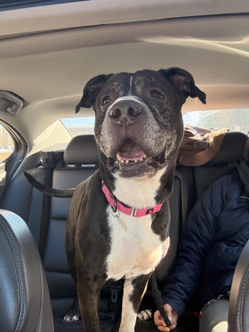 CEASAR, Adoptable, Adult Male American Staffordshire Terrier & Boxer.