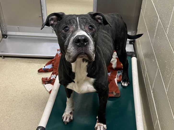 Enlarge CEASAR, a Adoptable American Staffordshire Terrier in Chapel Hill, NC image 1/1