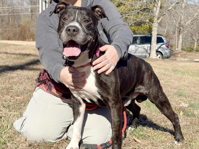 CEASAR, Adoptable, Adult Male American Staffordshire Terrier & Boxer.