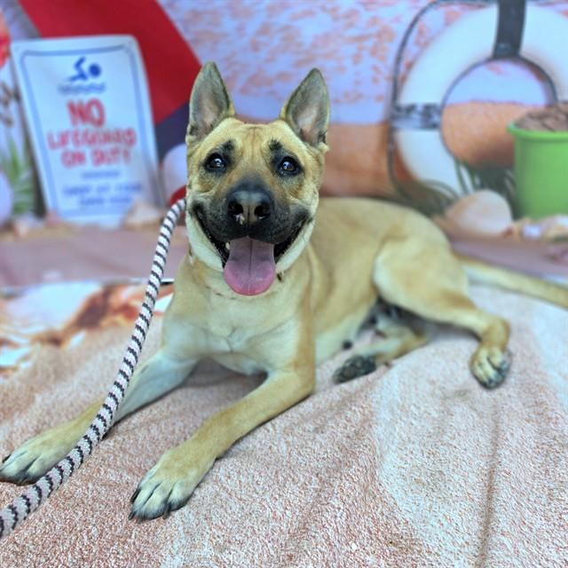 HOLLY, Adoptable, Adult Female German Shepherd Dog & Pit Bull Terrier.