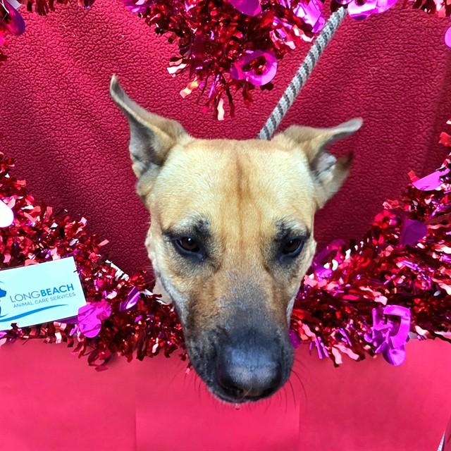 HOLLY, Adoptable, Adult Female German Shepherd Dog & Pit Bull Terrier.