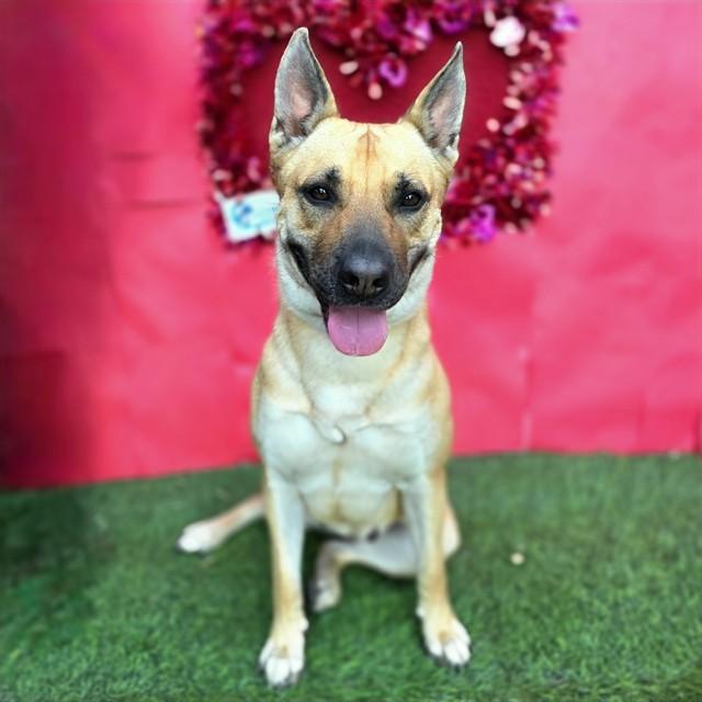 Enlarge HOLLY, a Adoptable mixed breed in Long Beach, CA image 1/1