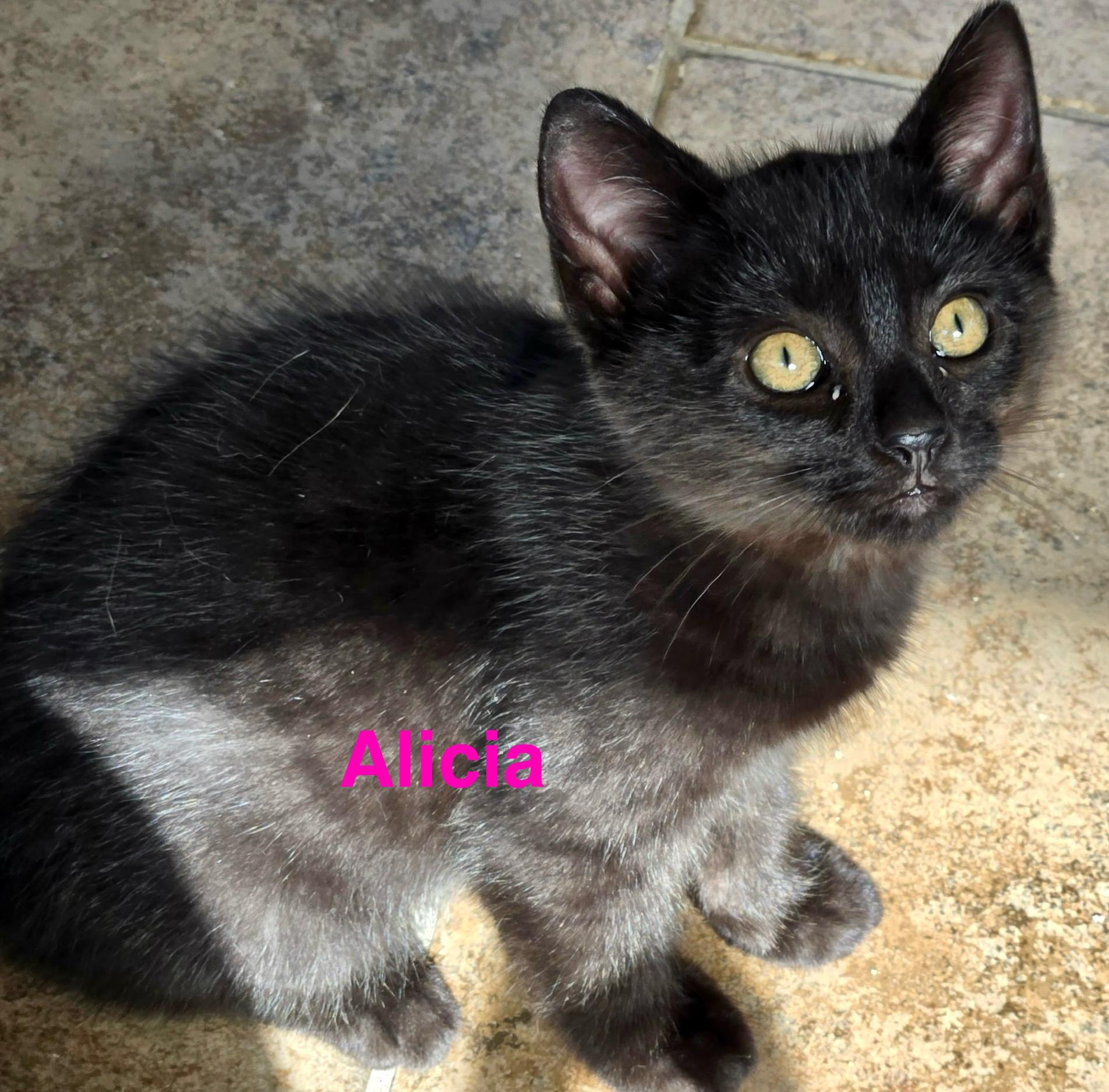 Enlarge Alicia, a Adoptable Domestic Short Hair in Fern Park, FL image 3/4