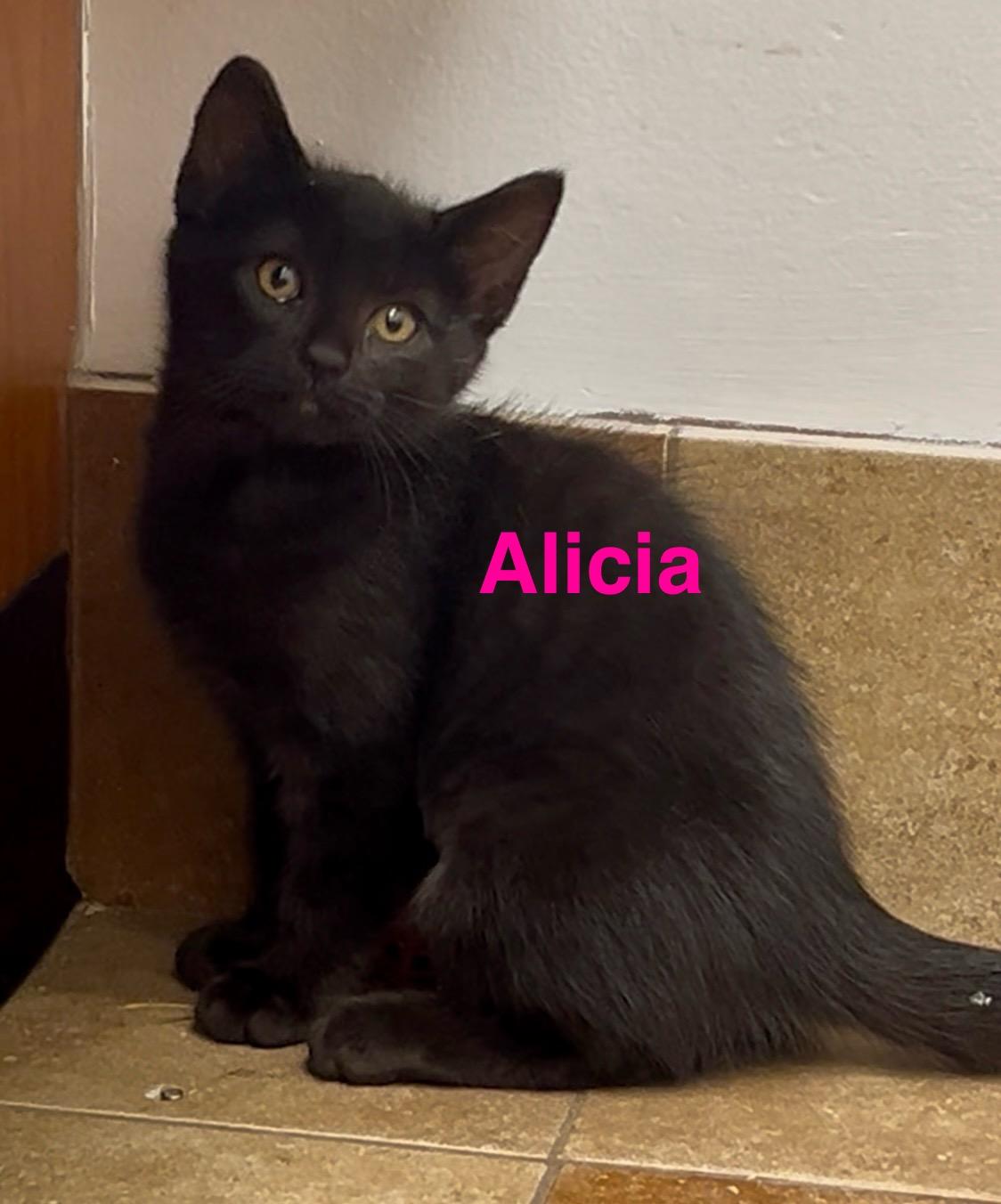 Enlarge Alicia, a Adoptable Domestic Short Hair in Fern Park, FL image 2/4
