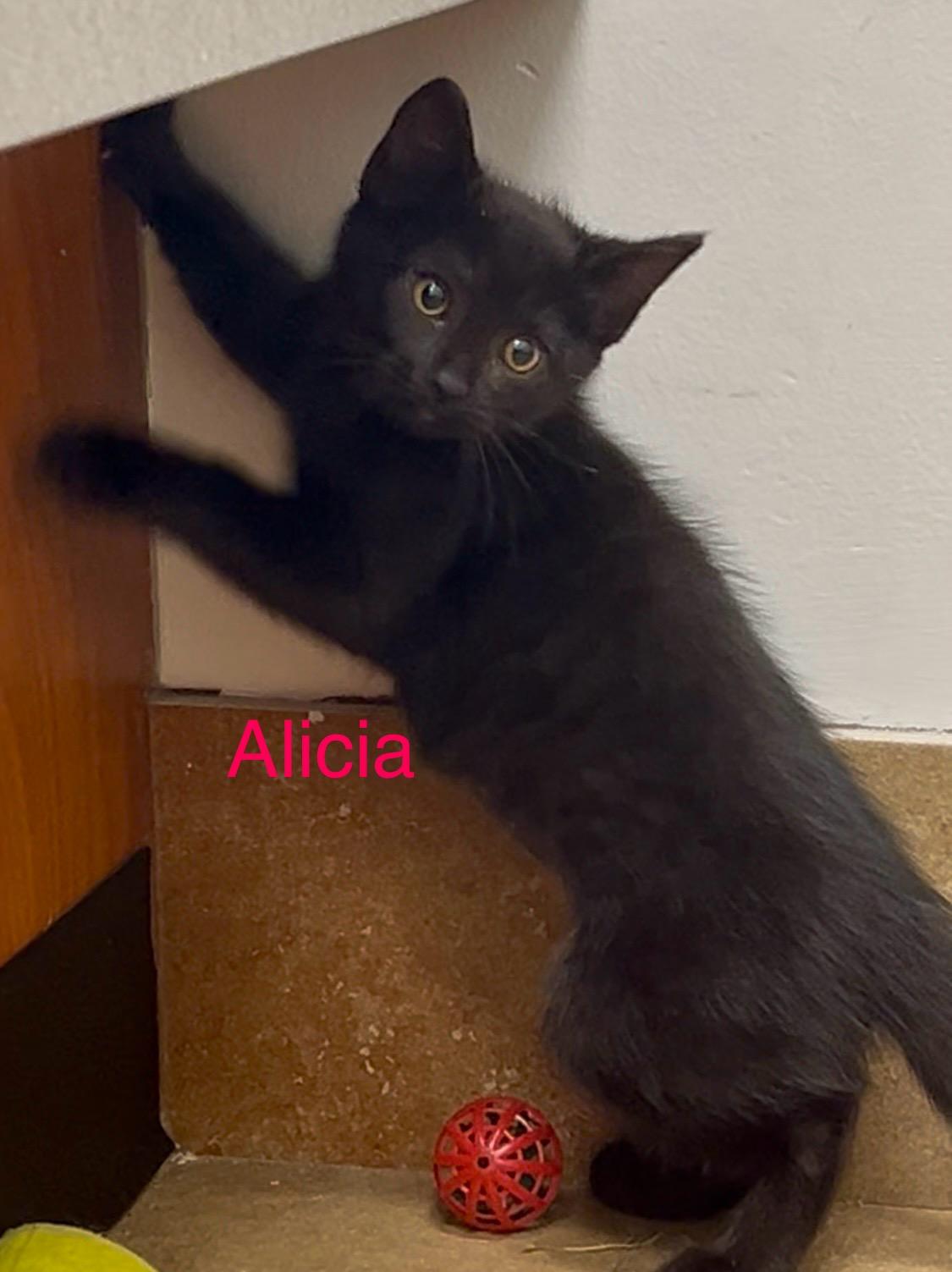 Enlarge Alicia, a Adoptable Domestic Short Hair in Fern Park, FL image 4/4