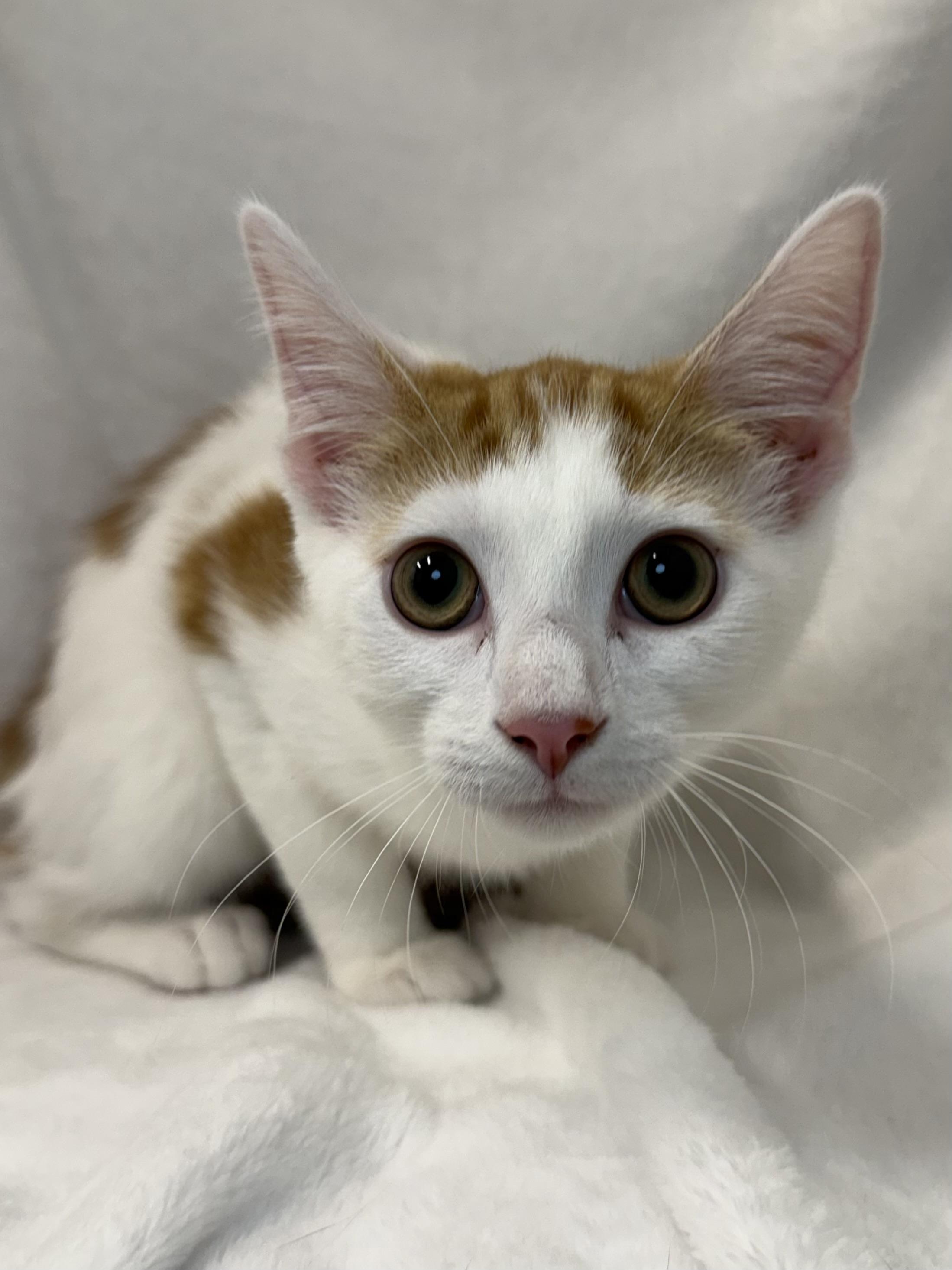 Enlarge Gelato, a Adoptable mixed breed in Greensboro, NC image 2/5