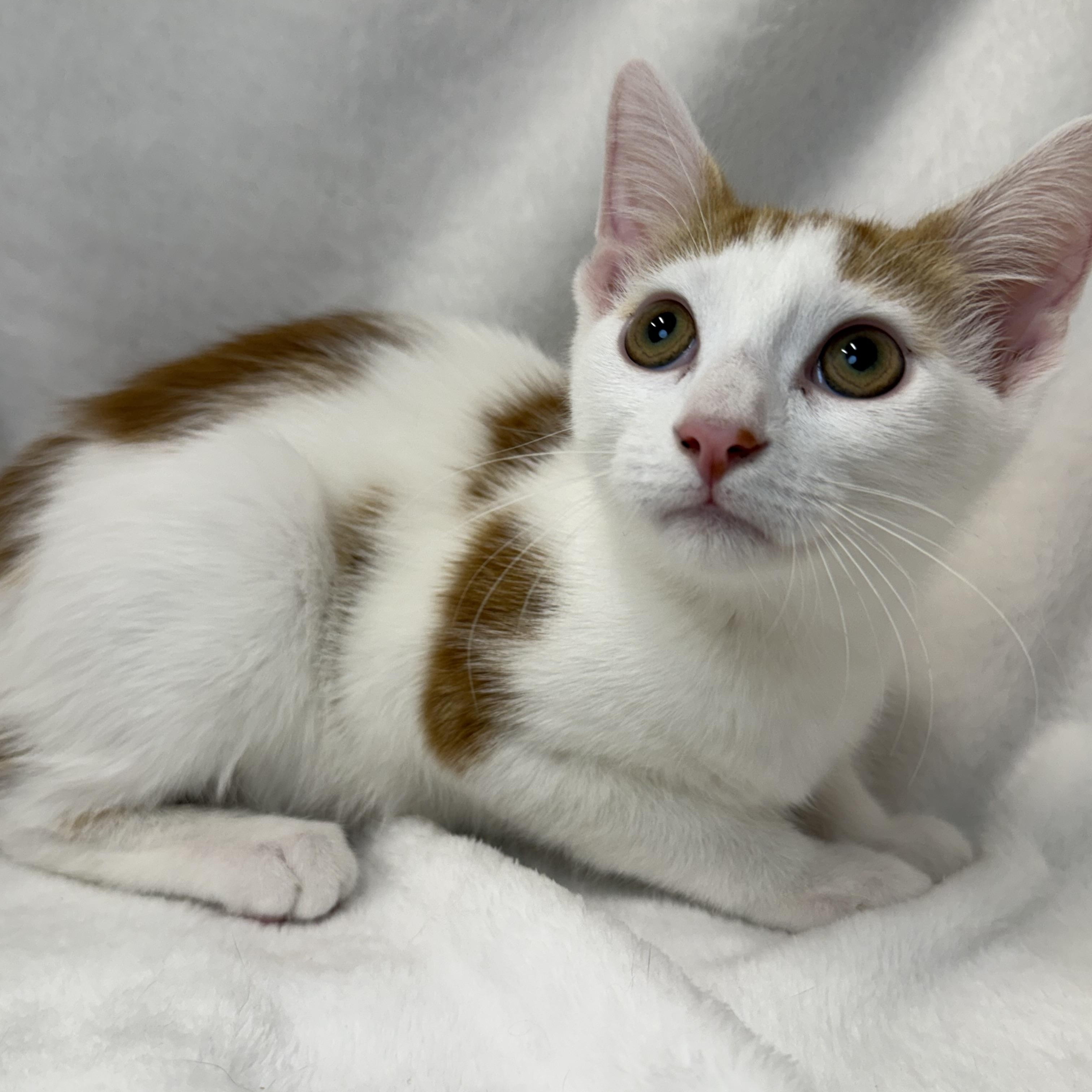 Enlarge Gelato, a Adoptable mixed breed in Greensboro, NC image 1/5