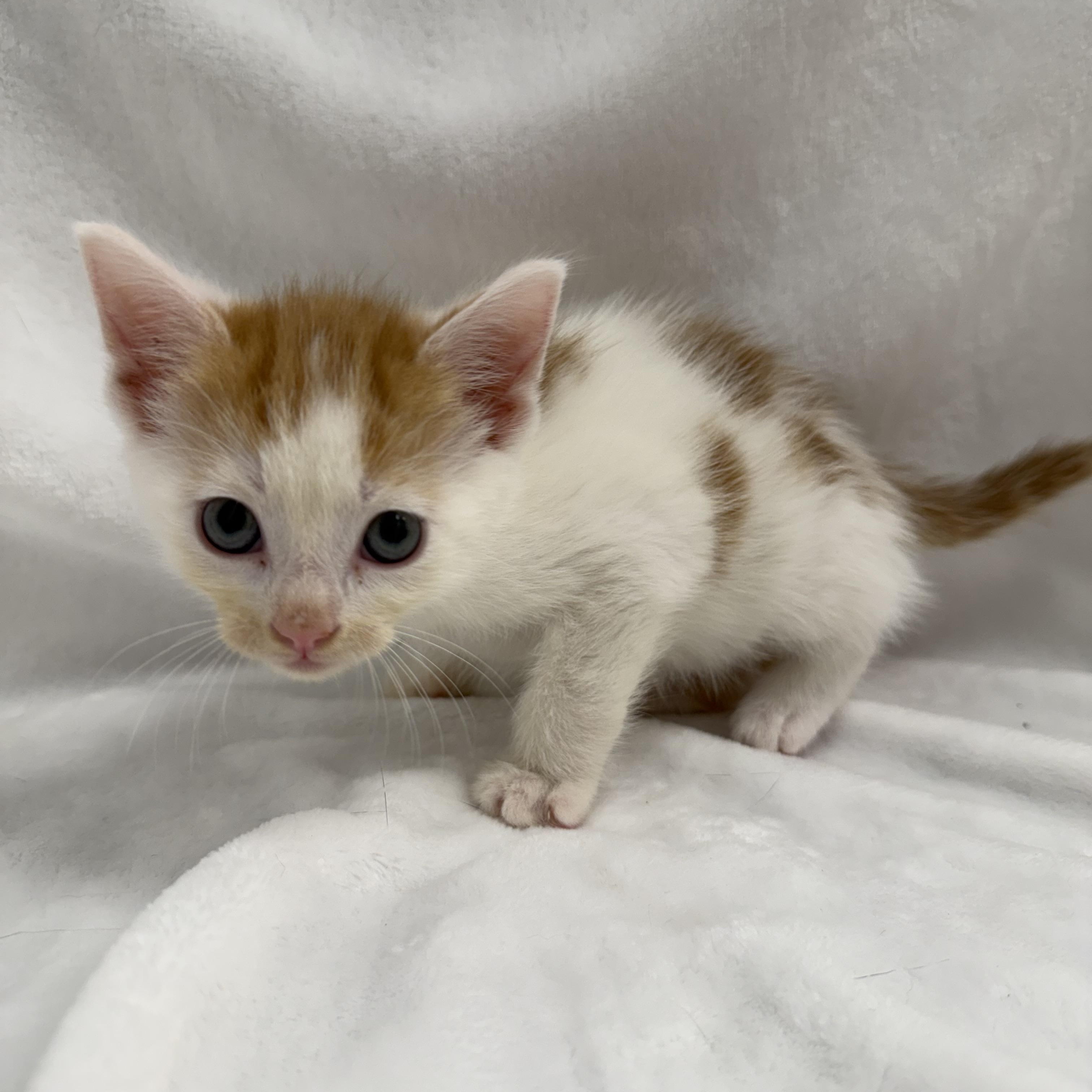Enlarge Gelato, a Adoptable mixed breed in Greensboro, NC image 3/5