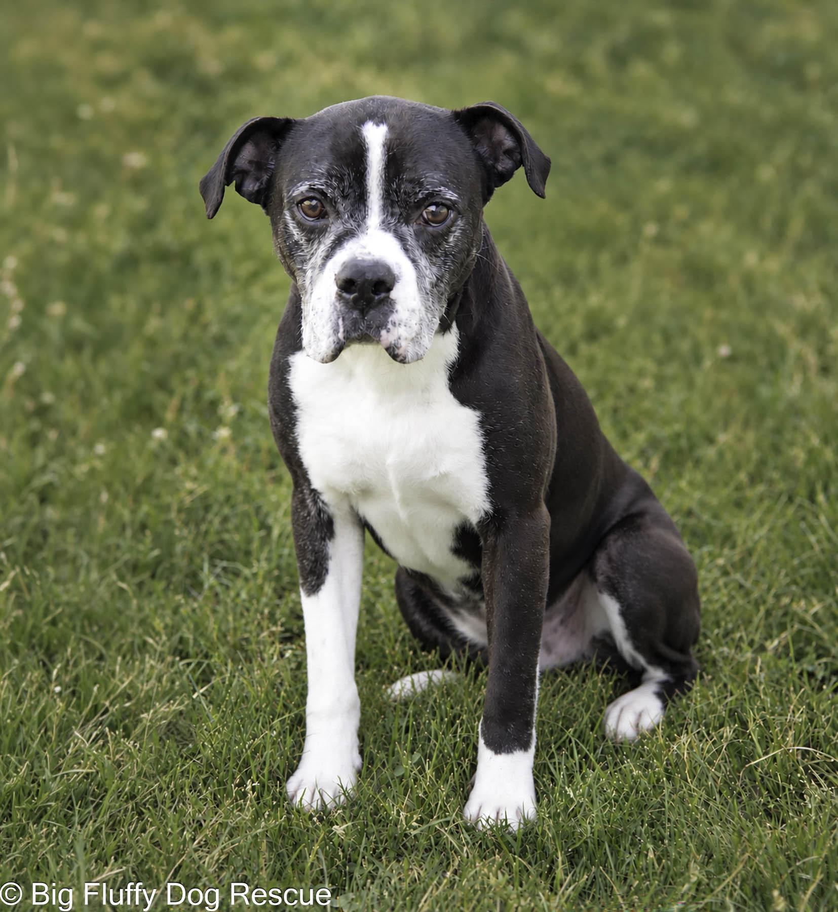Enlarge Gideon, a Adoptable mixed breed in Bristol, TN image 2/4