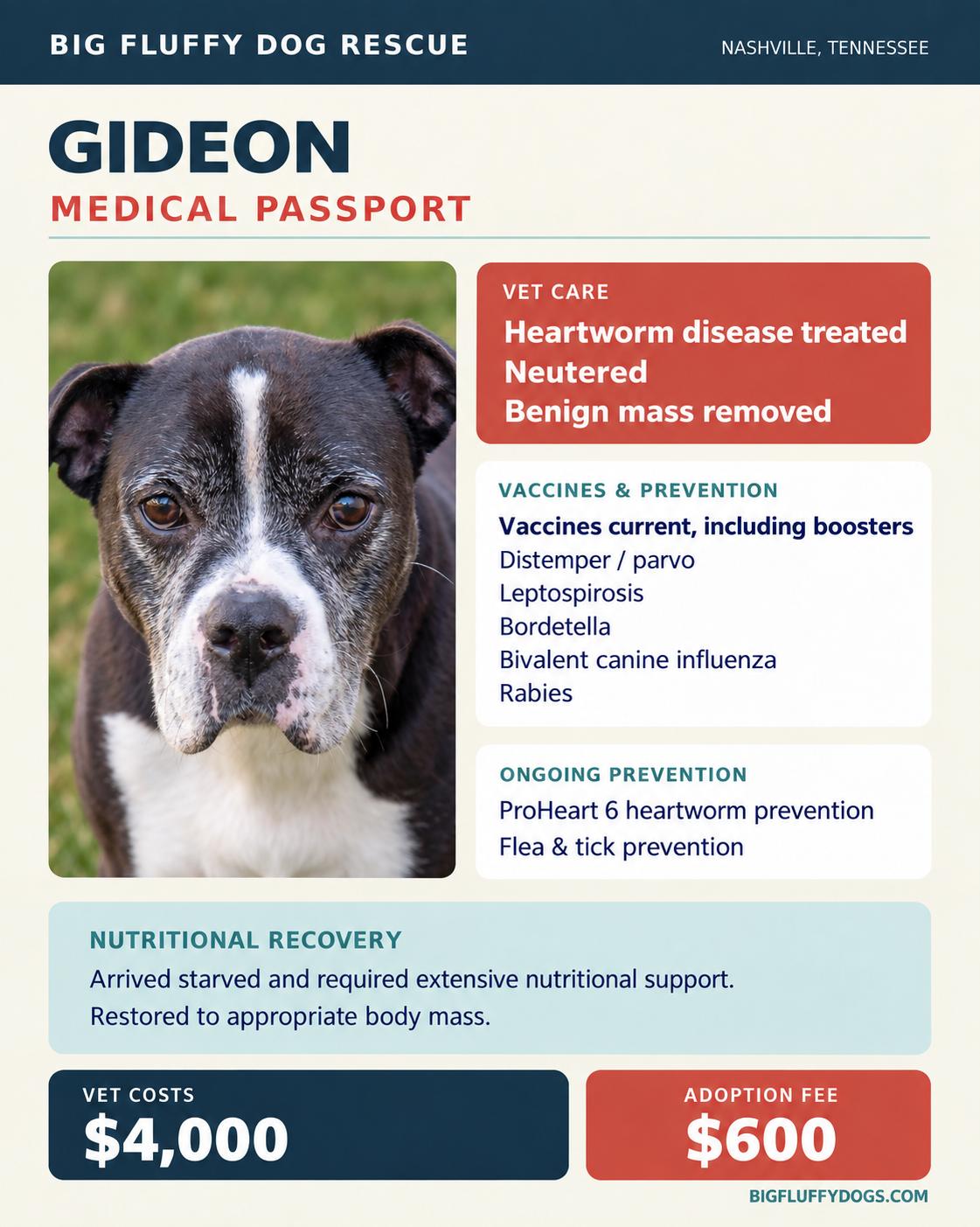 Enlarge Gideon, a Adoptable mixed breed in Bristol, TN image 4/4
