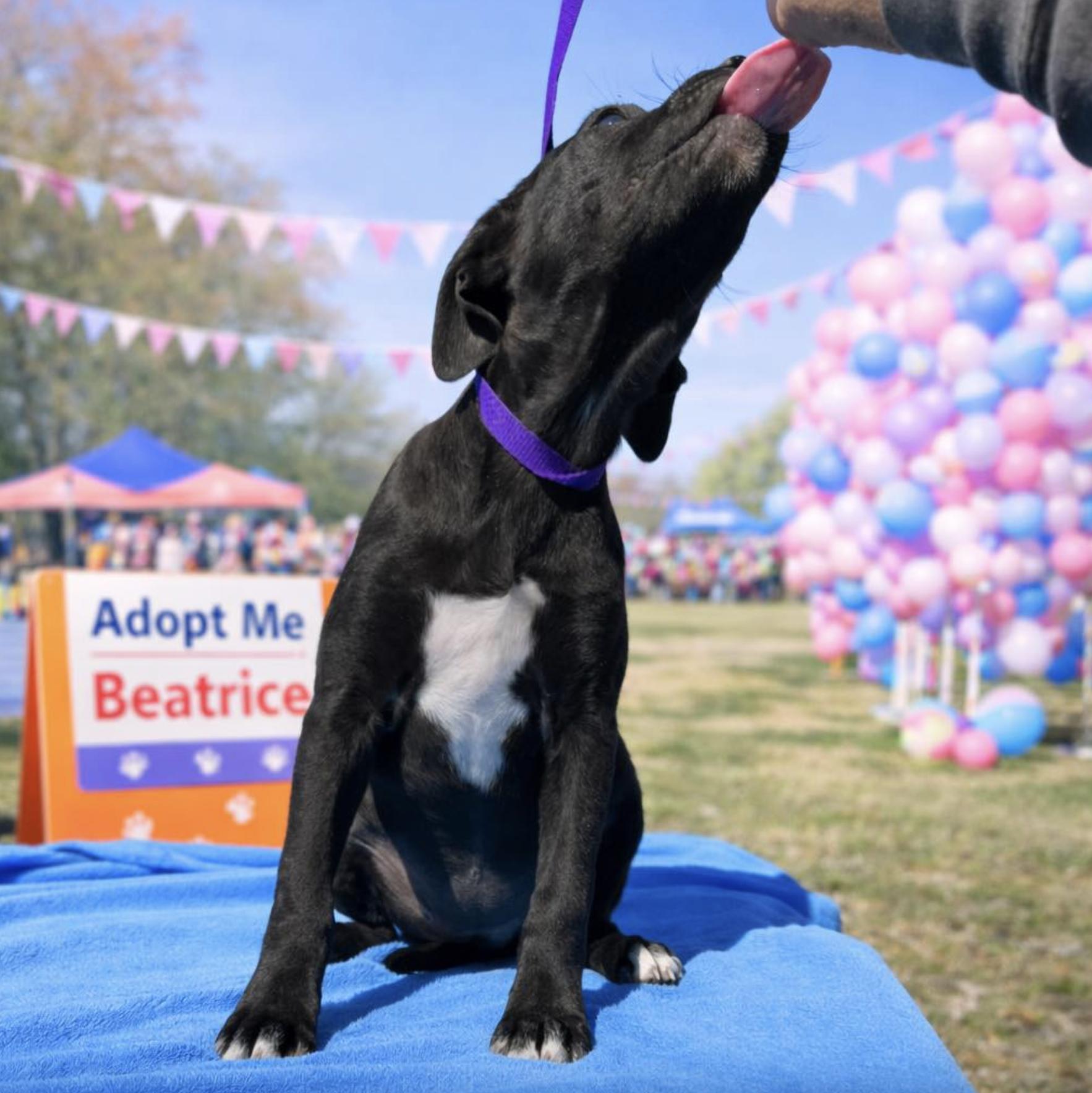 Beatrice — thumbnail 2