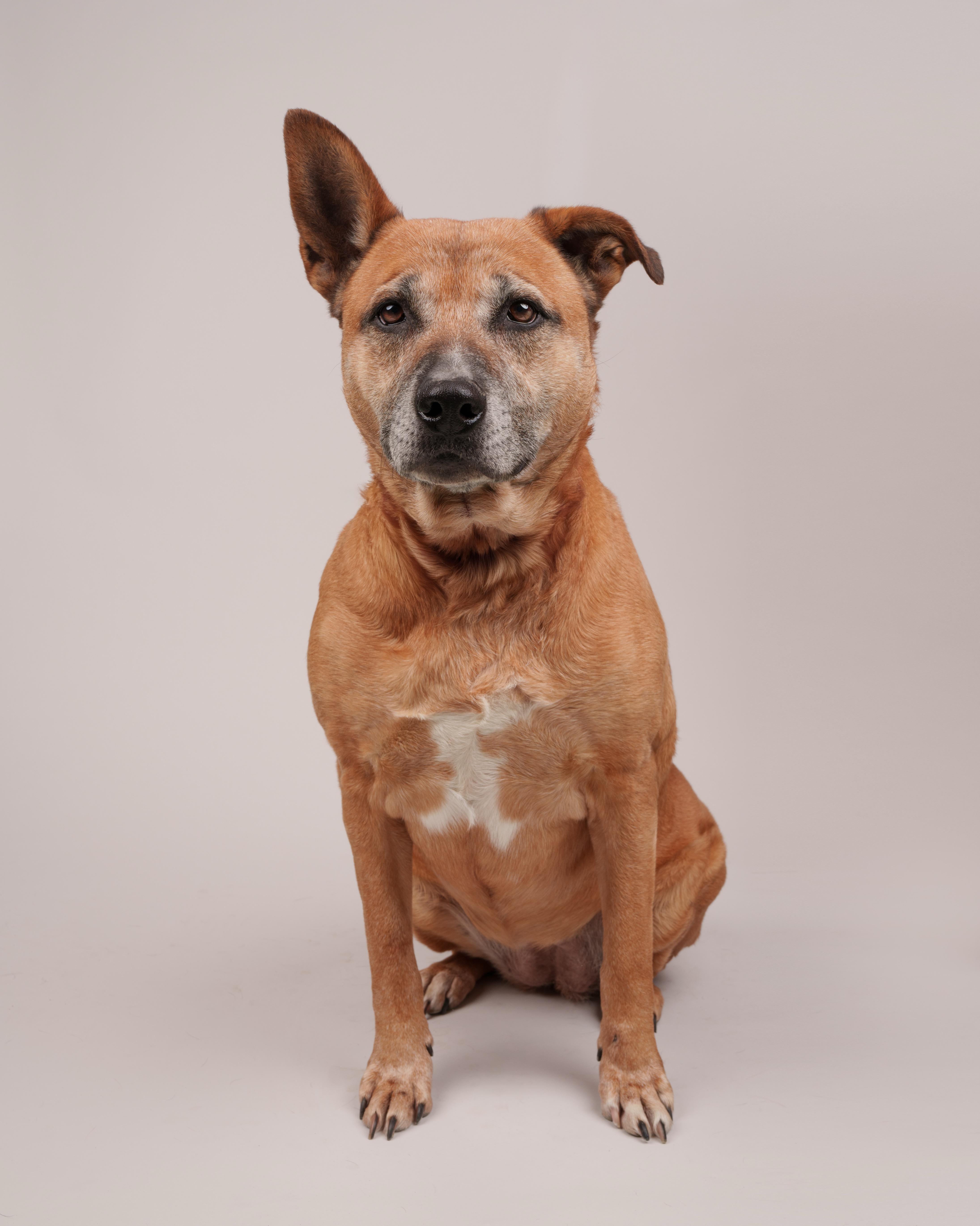 Egypt, ADOPTABLE, Adult Female Shepherd.