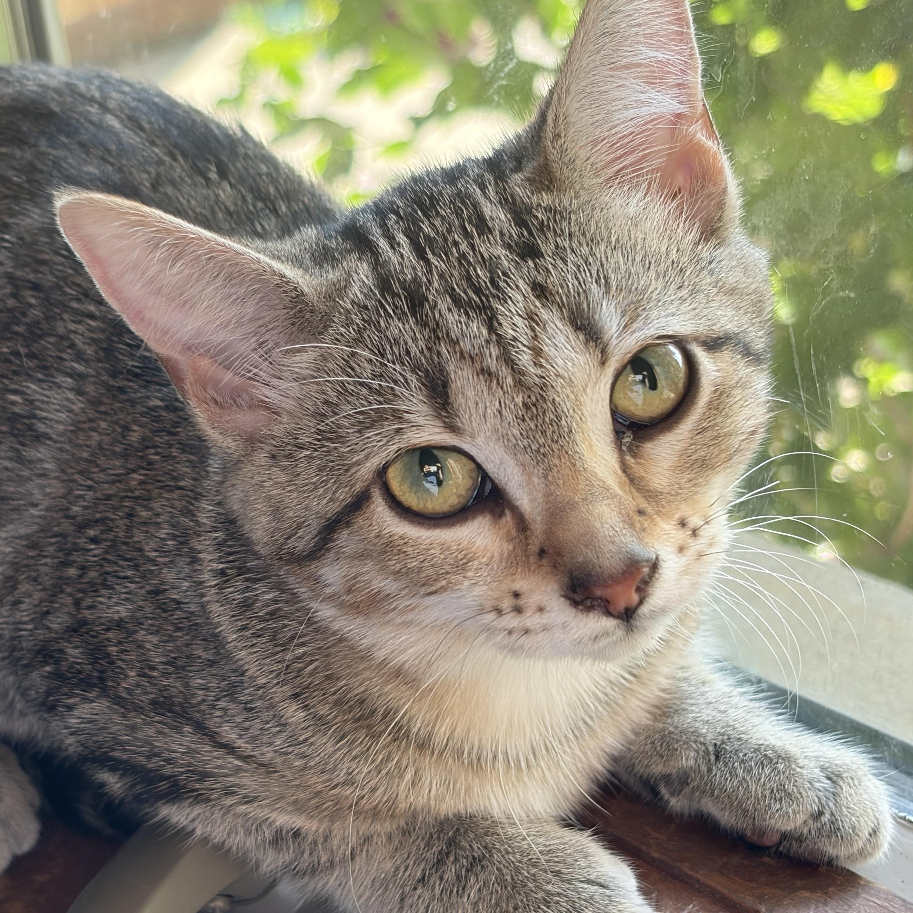 Enlarge Dinah, a ADOPTABLE Domestic Short Hair in Milwaukee, WI image 3/5