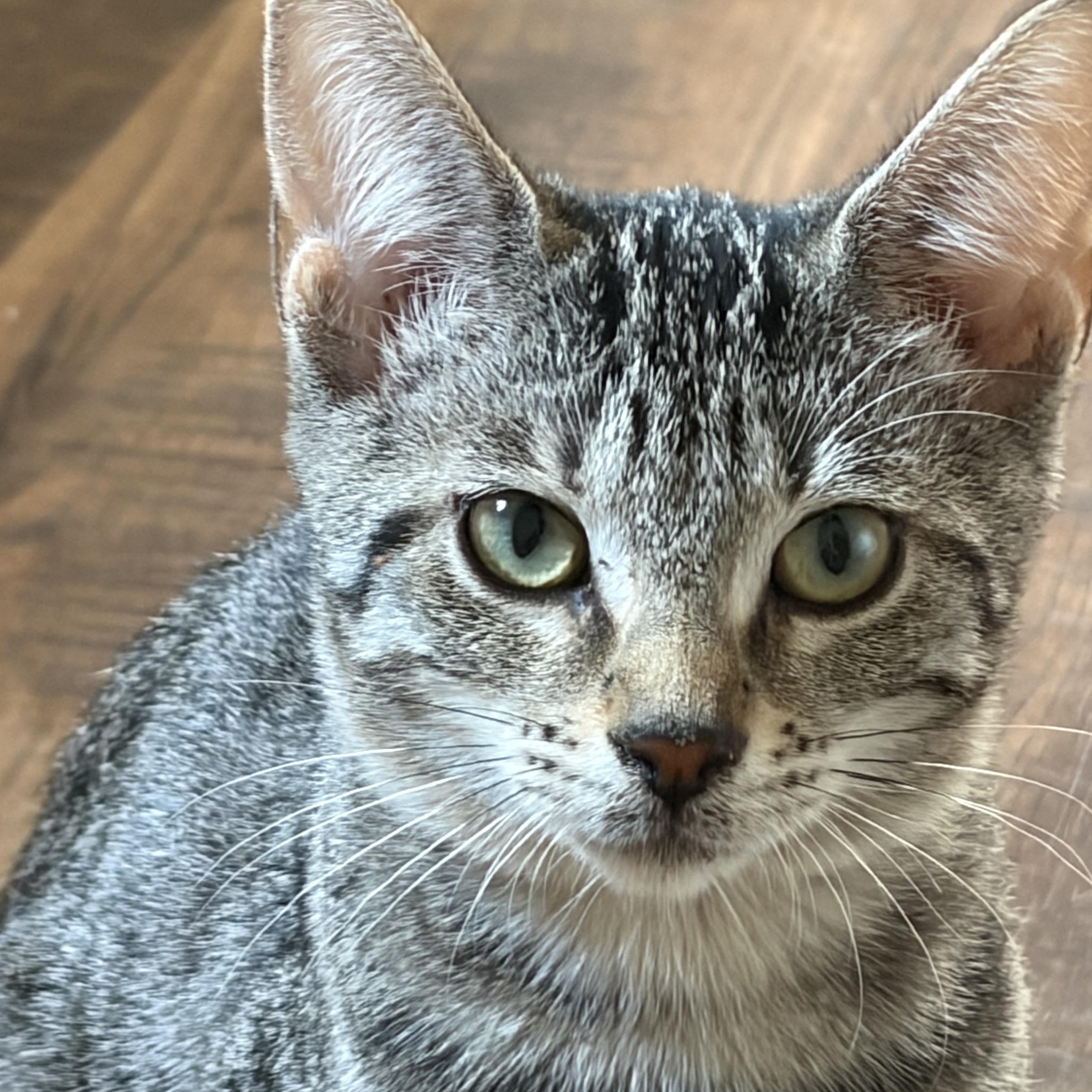 Enlarge Dinah, a ADOPTABLE Domestic Short Hair in Milwaukee, WI image 4/5