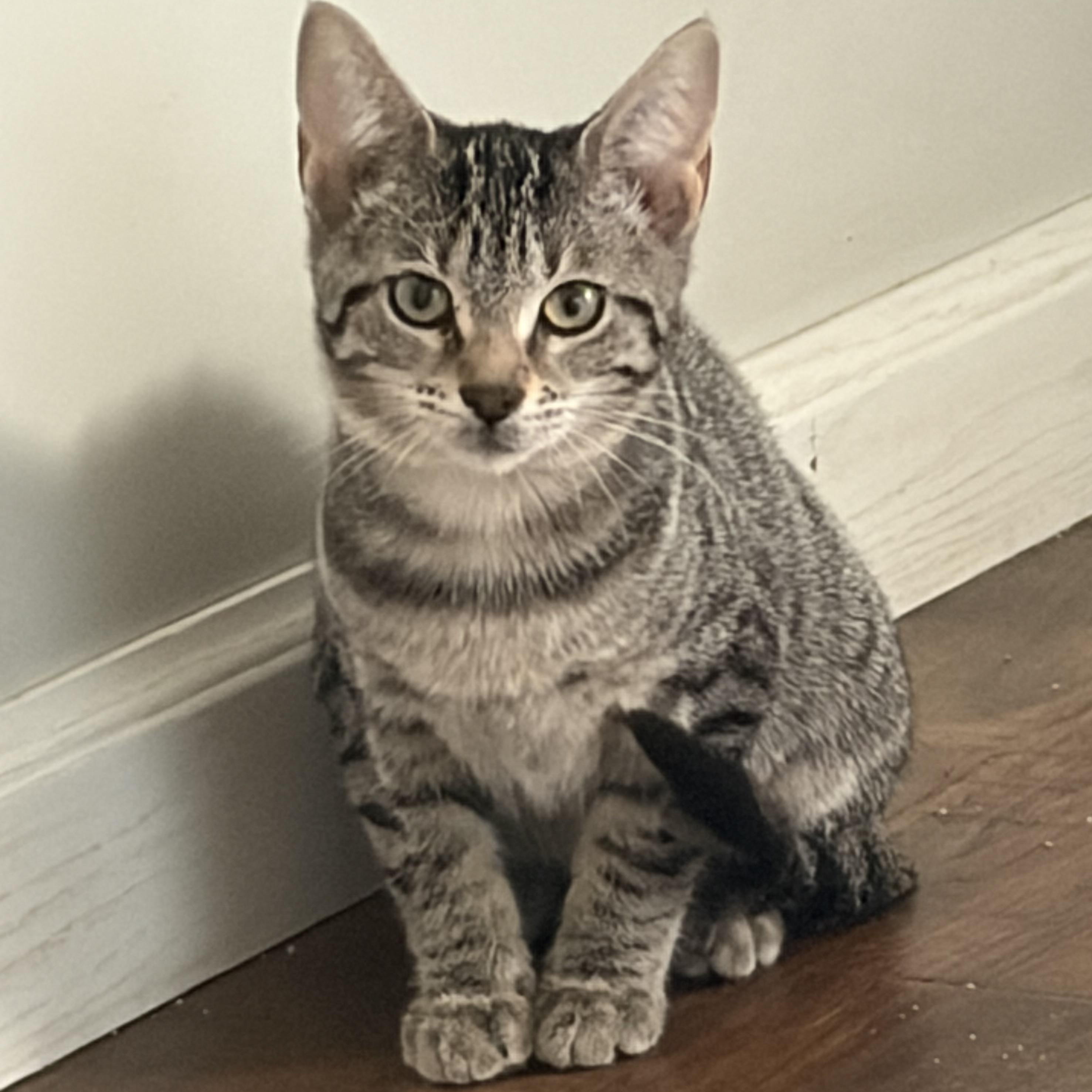 Enlarge Dinah, a ADOPTABLE Domestic Short Hair in Milwaukee, WI image 5/5