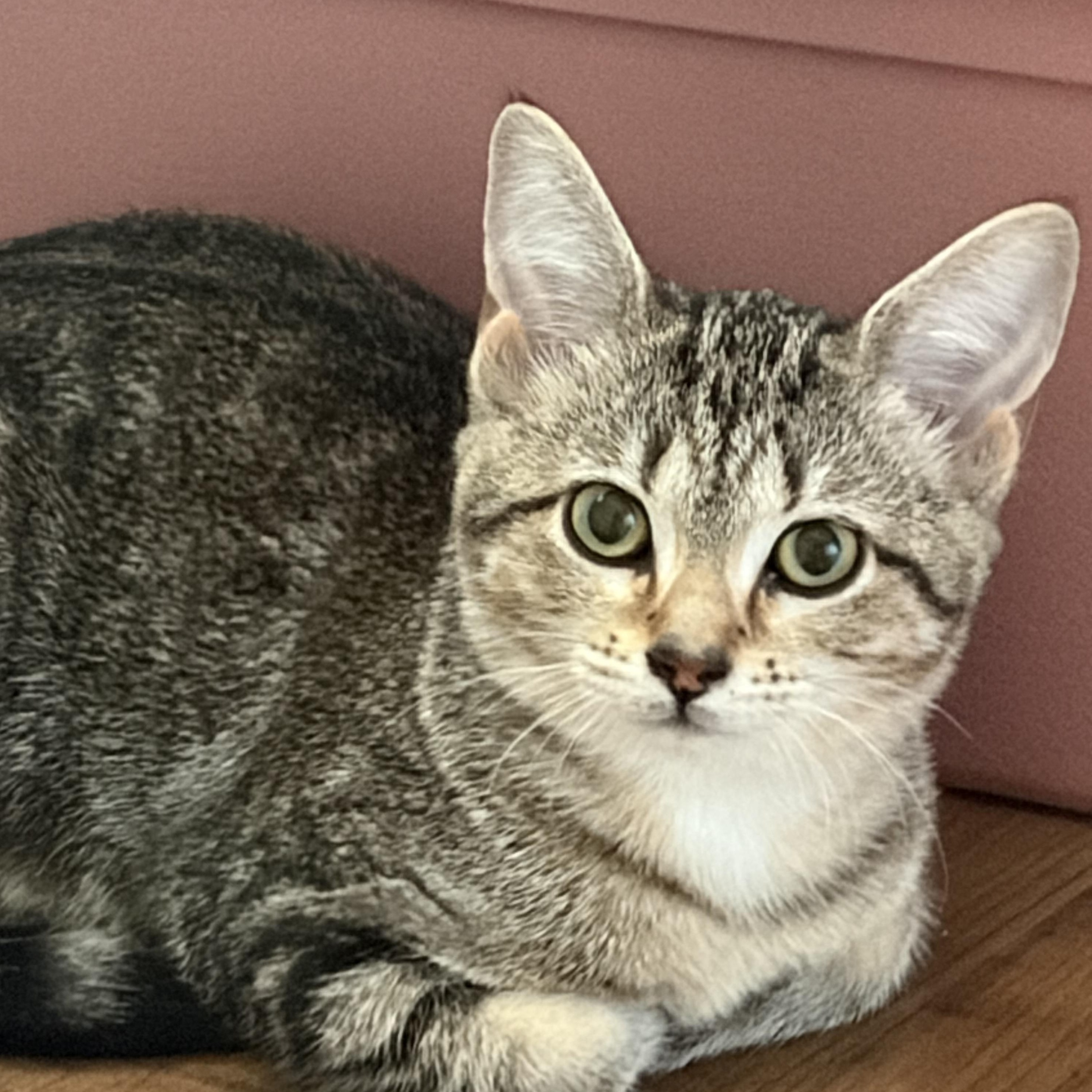 Dinah, ADOPTABLE, Kitten Female Domestic Short Hair.
