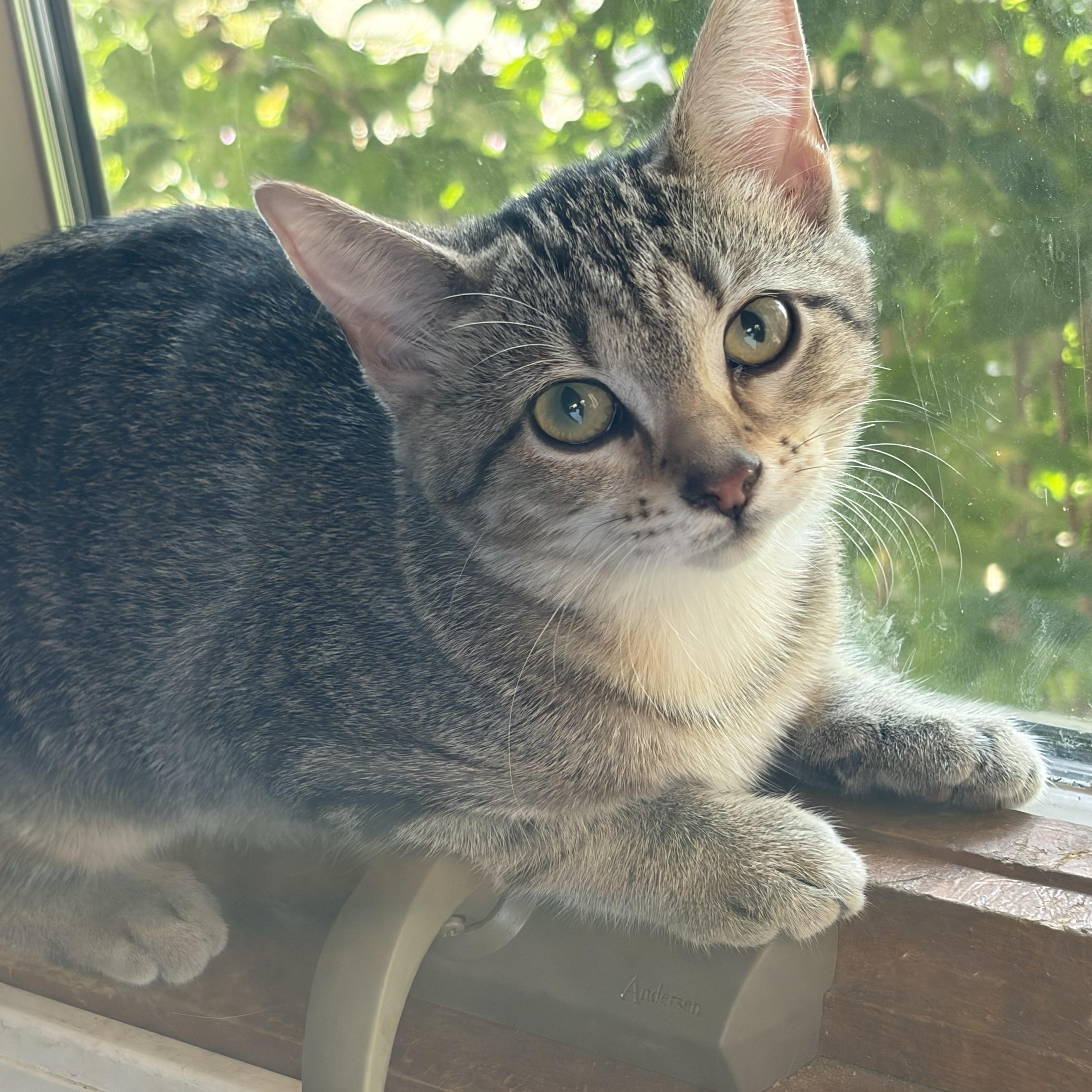 Enlarge Dinah, a ADOPTABLE Domestic Short Hair in Milwaukee, WI image 2/5