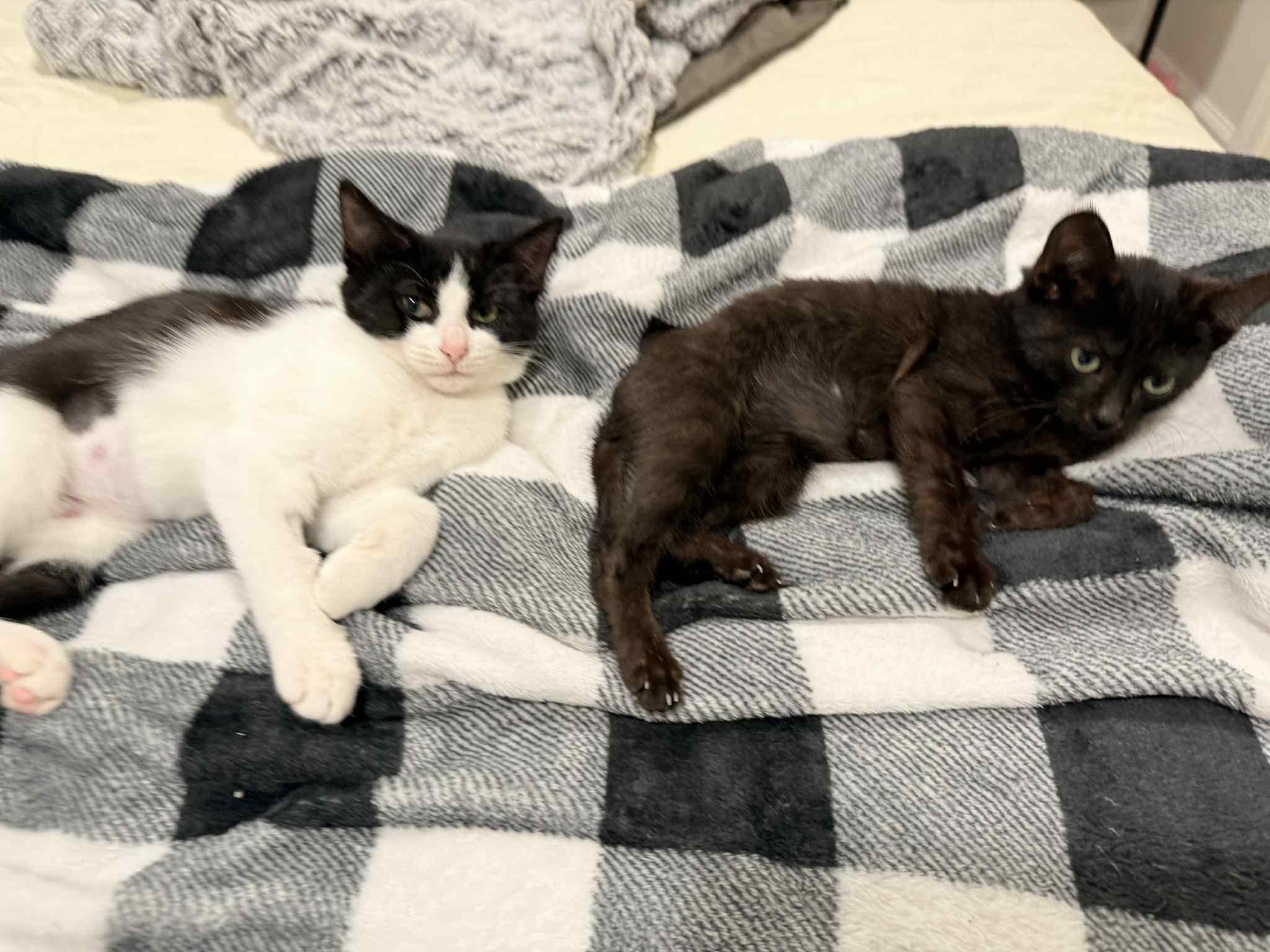 Simone, Adoptable, Young Female Domestic Short Hair.