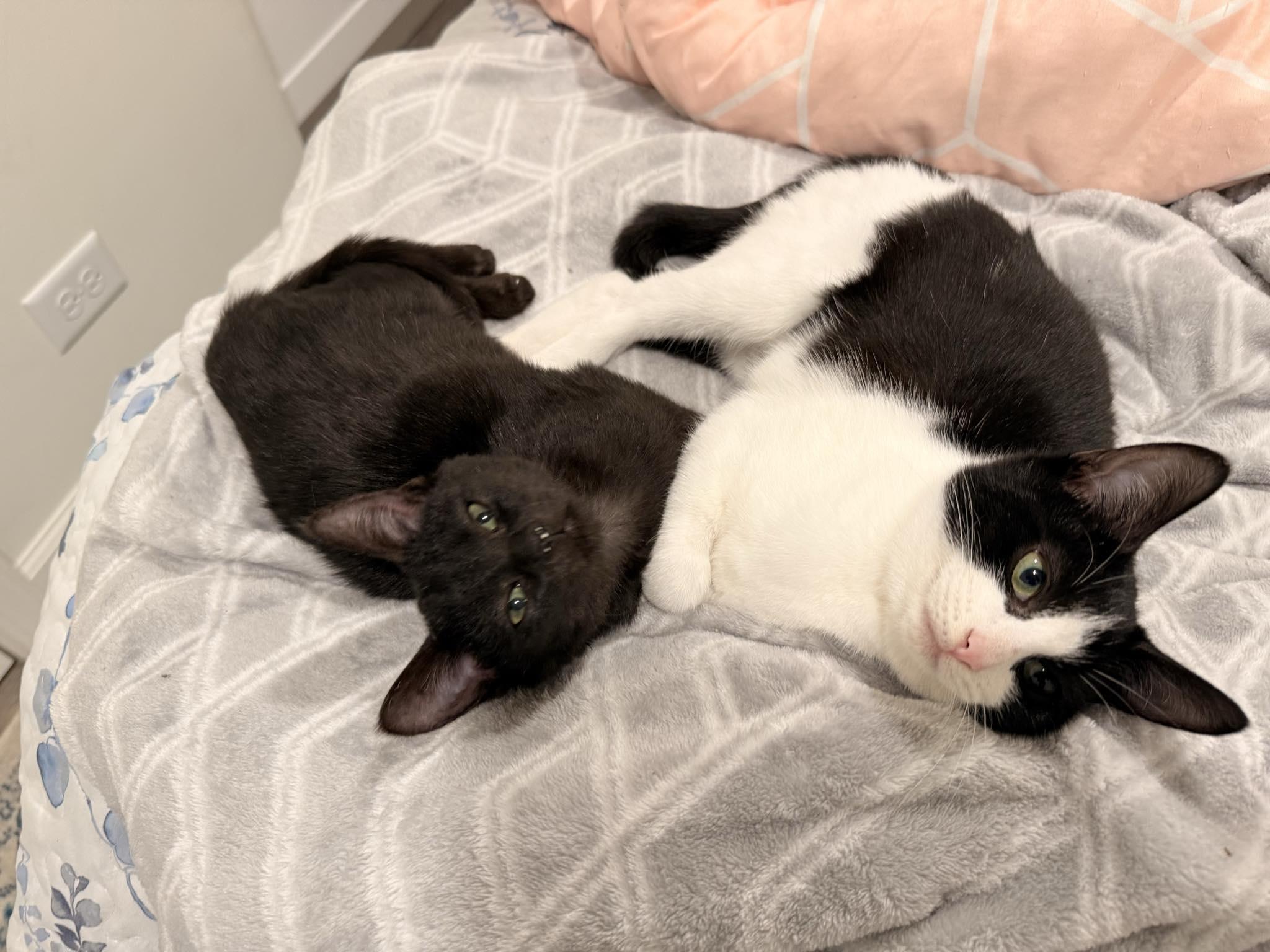 Simone, a Adoptable Domestic Short Hair in Chicago, IL image 2/4