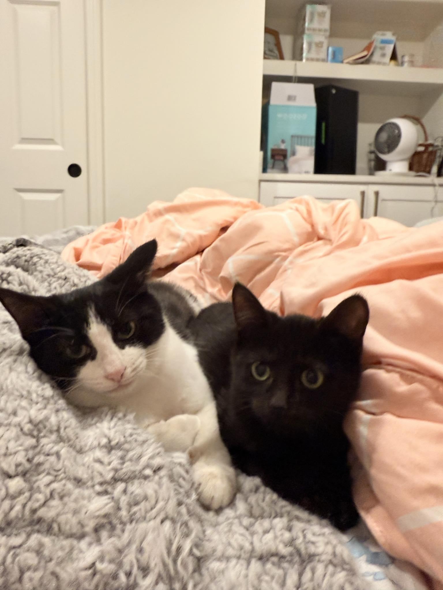 Simone, a Adoptable Domestic Short Hair in Chicago, IL image 3/4