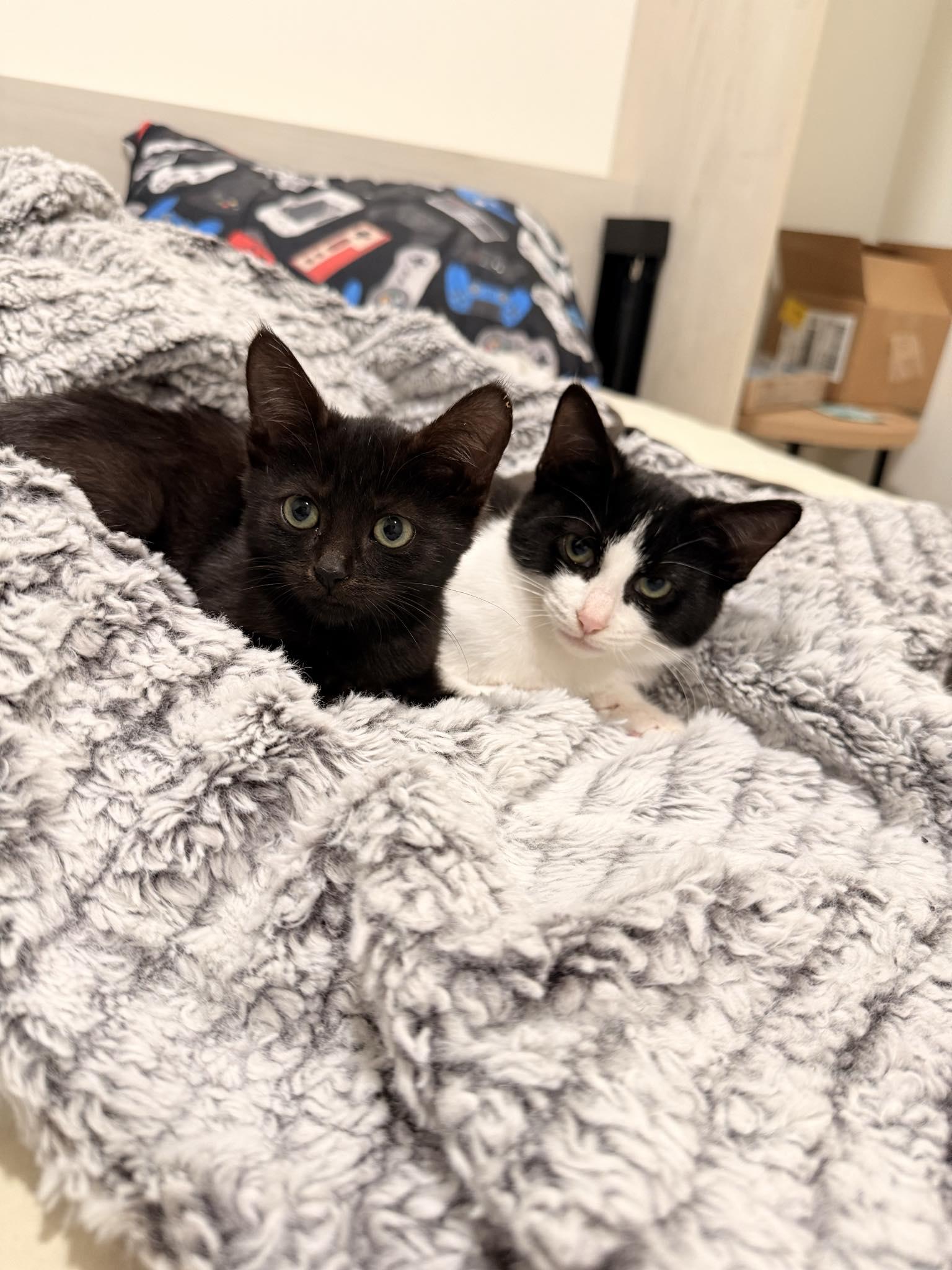 Simone, a Adoptable Domestic Short Hair in Chicago, IL image 4/4