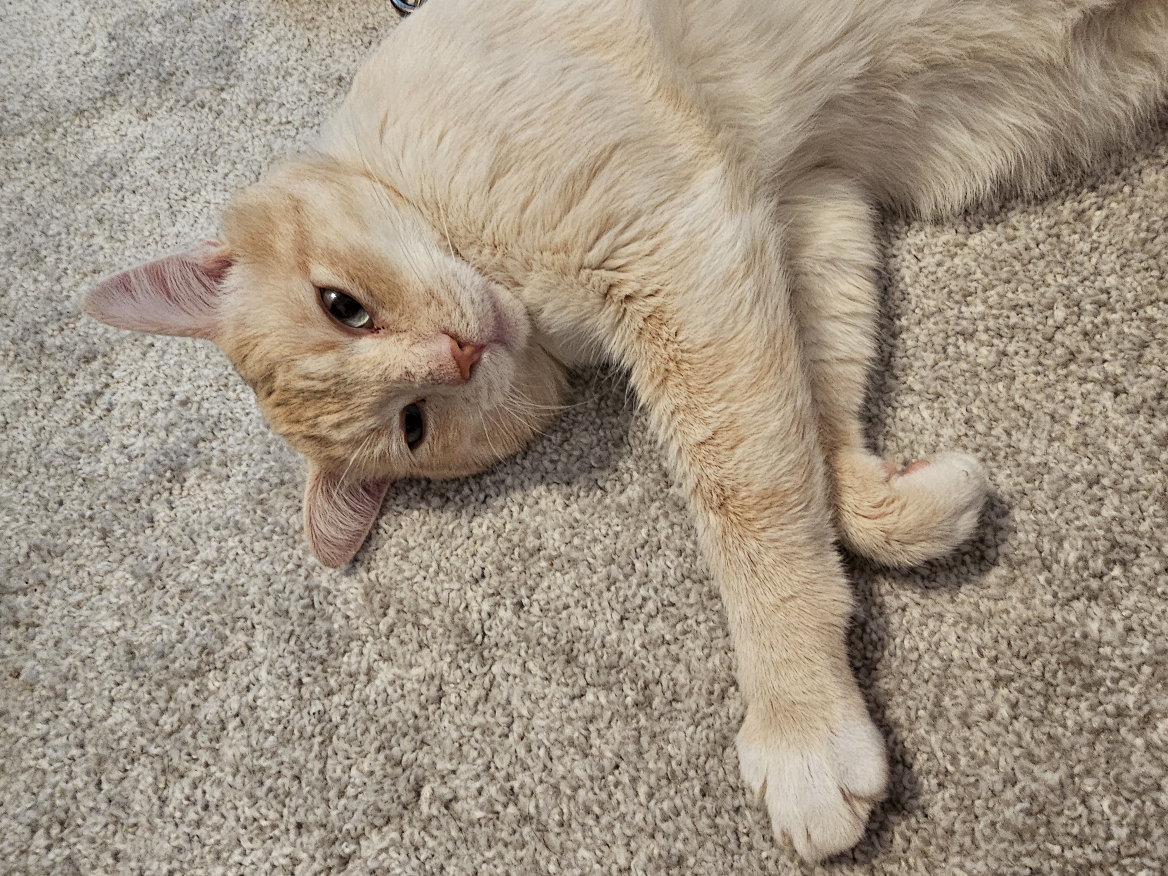 Enlarge Ace, a Adoptable mixed breed in Lindstrom , MN image 1/3