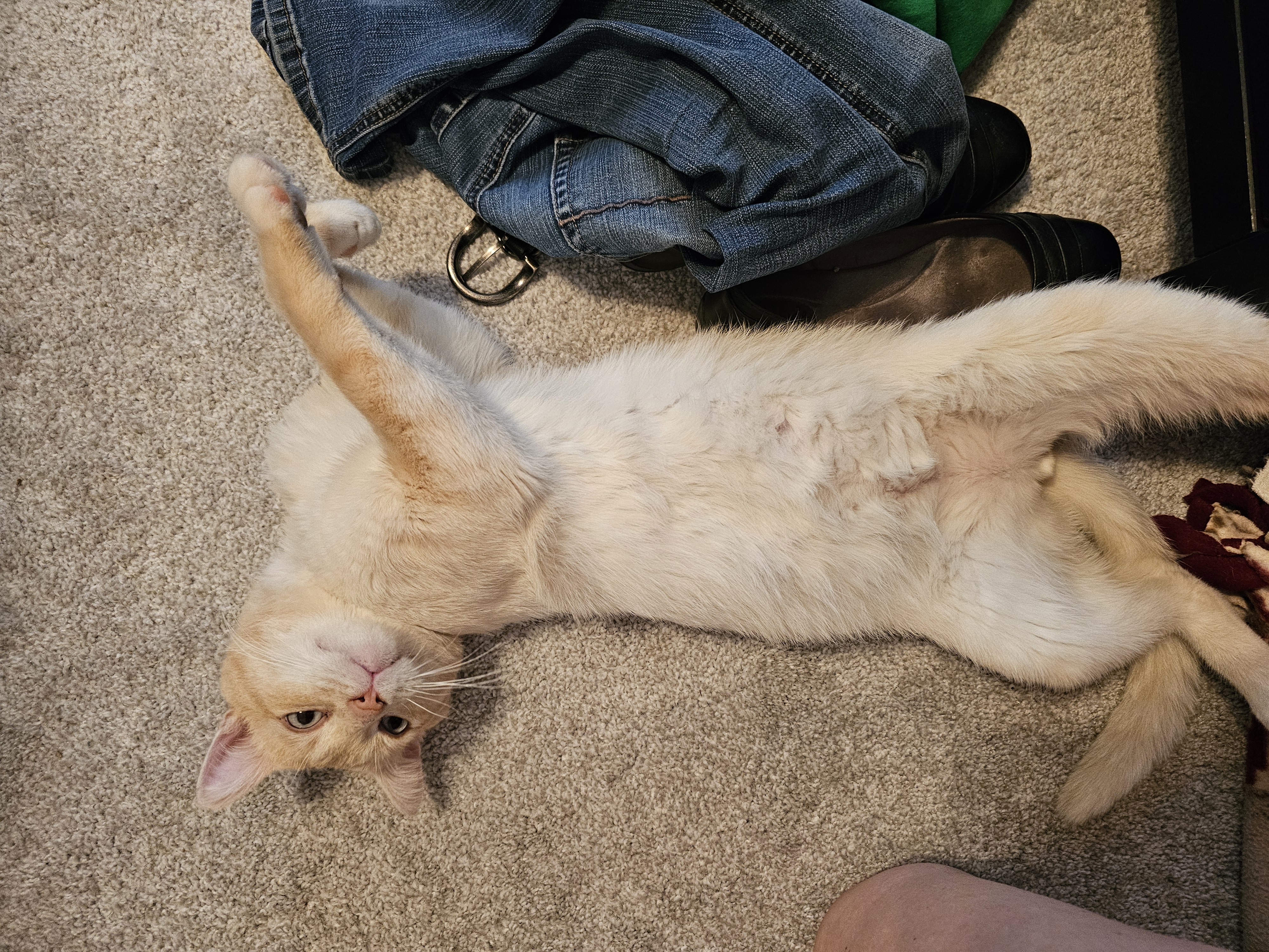 Enlarge Ace, a Adoptable mixed breed in Lindstrom , MN image 2/3