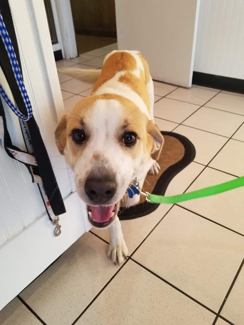 Dog for adoption Kona Ann, a Great Pyrenees & Catahoula Leopard Dog