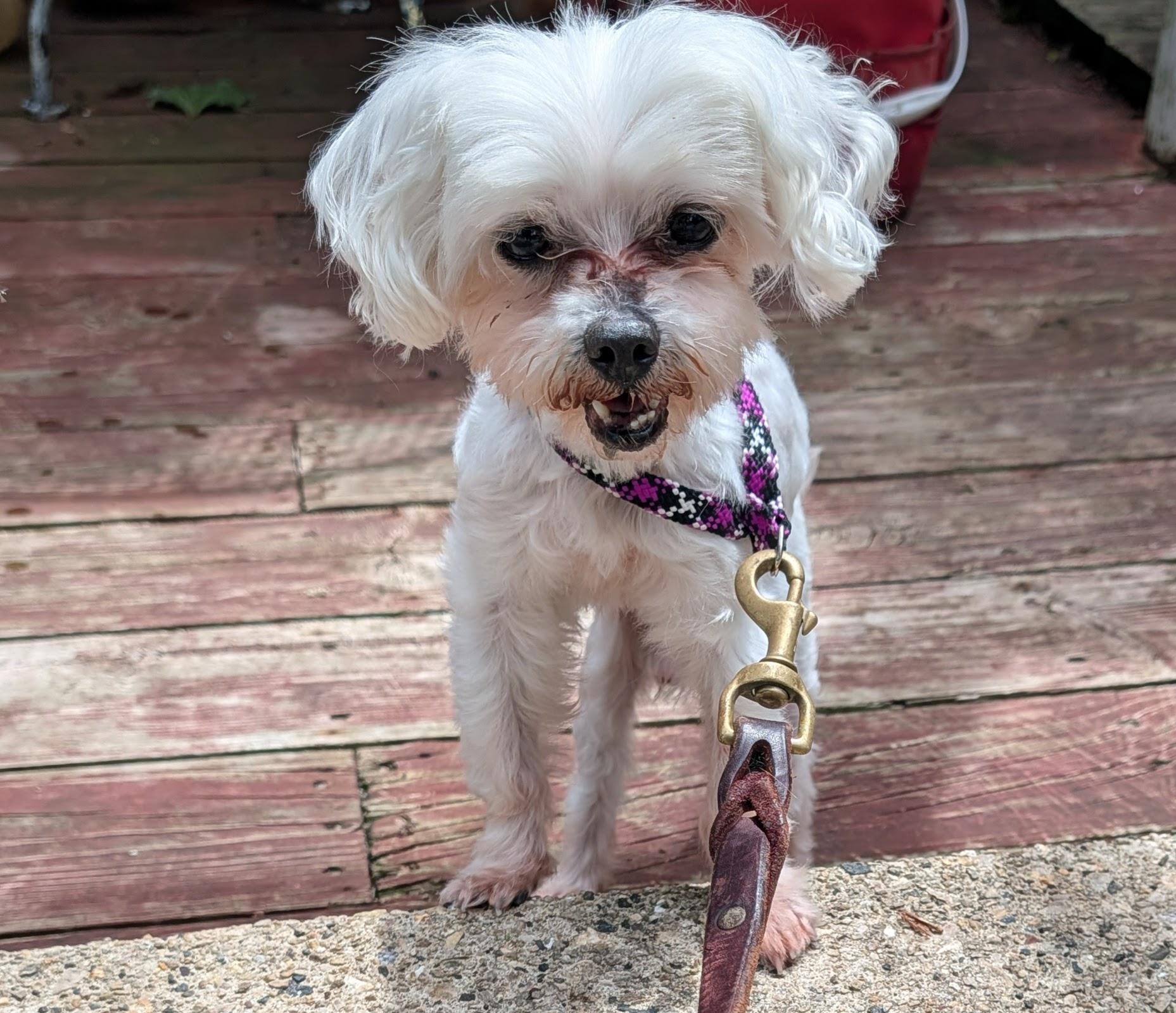 Kevin, ADOPTABLE, Senior Male Maltese.