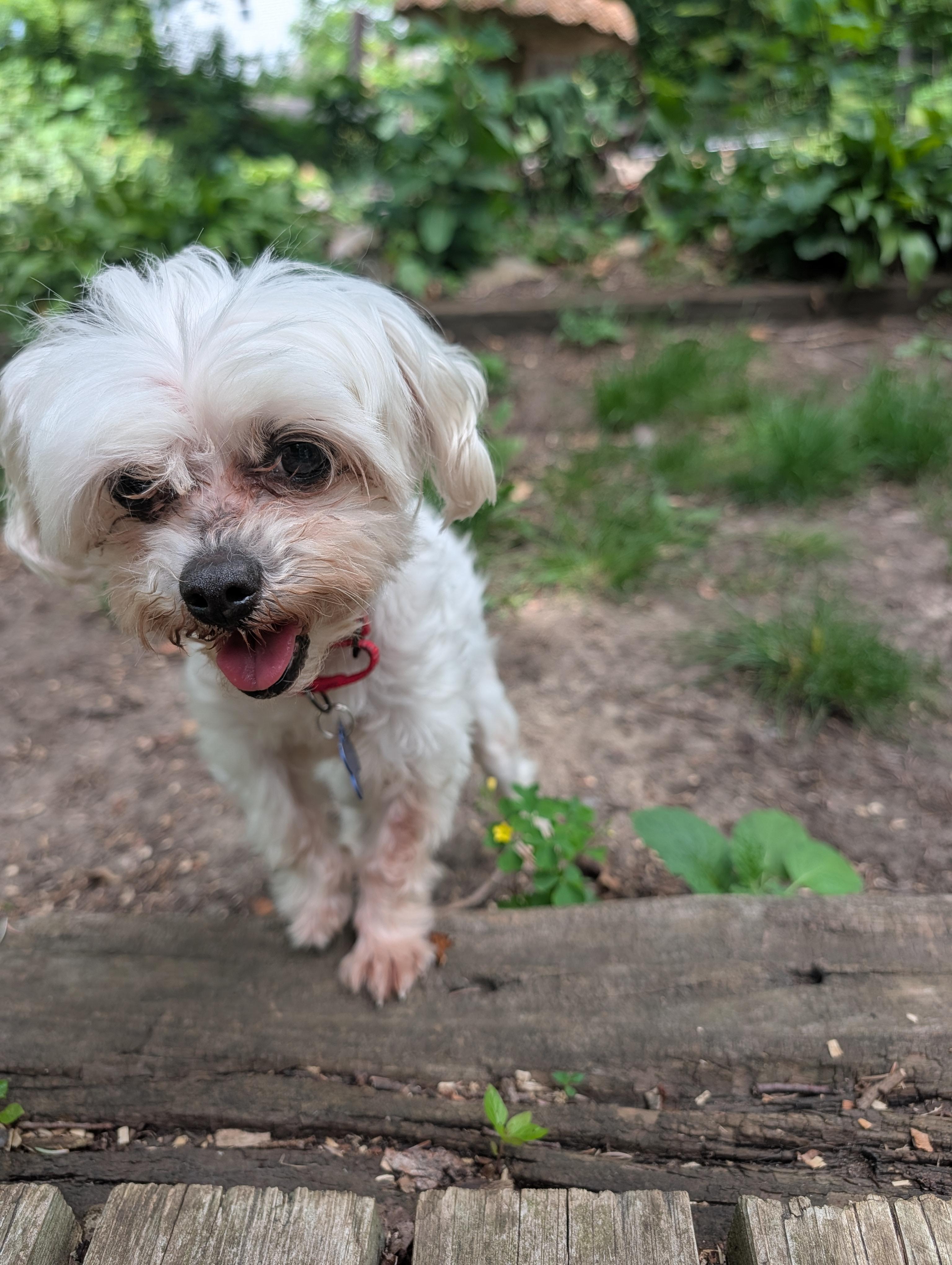 Enlarge Kevin, a ADOPTABLE Maltese in Whitewater, WI image 2/5