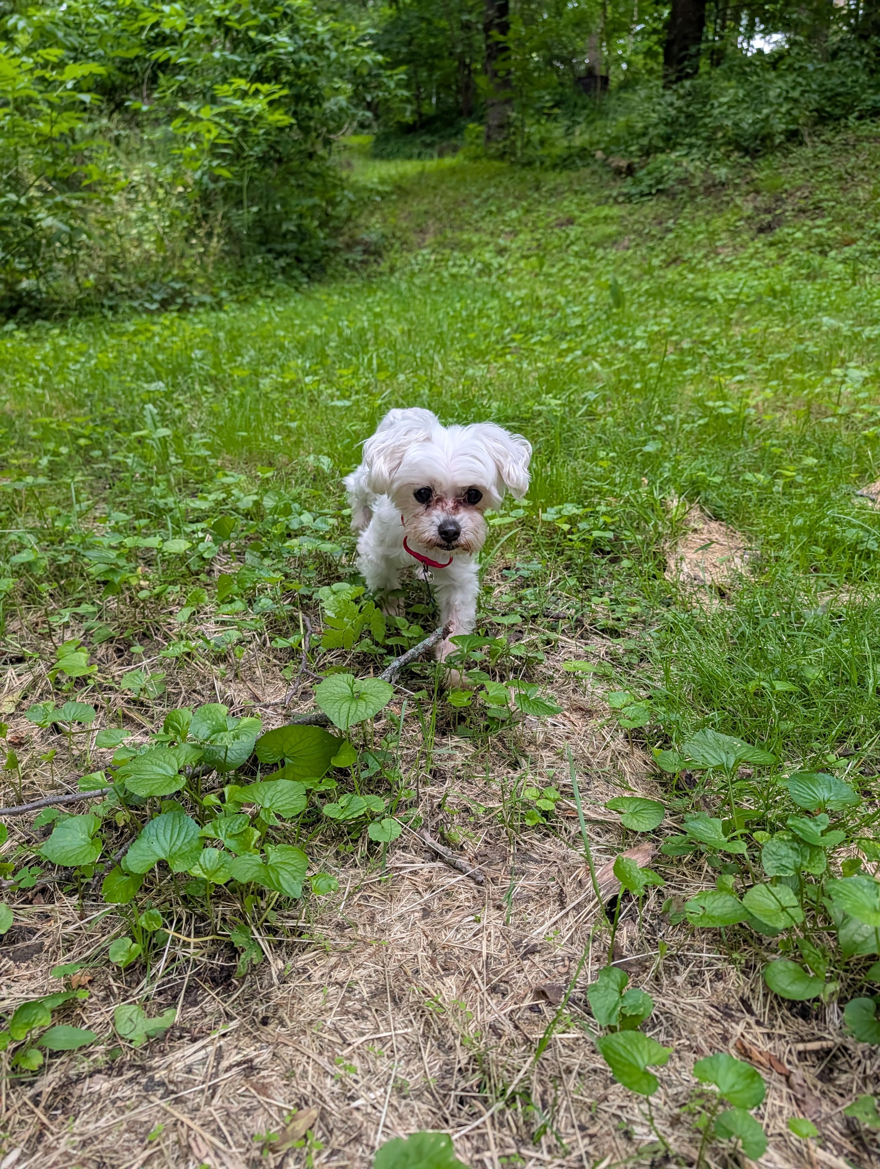 Enlarge Kevin, a ADOPTABLE Maltese in Whitewater, WI image 4/5