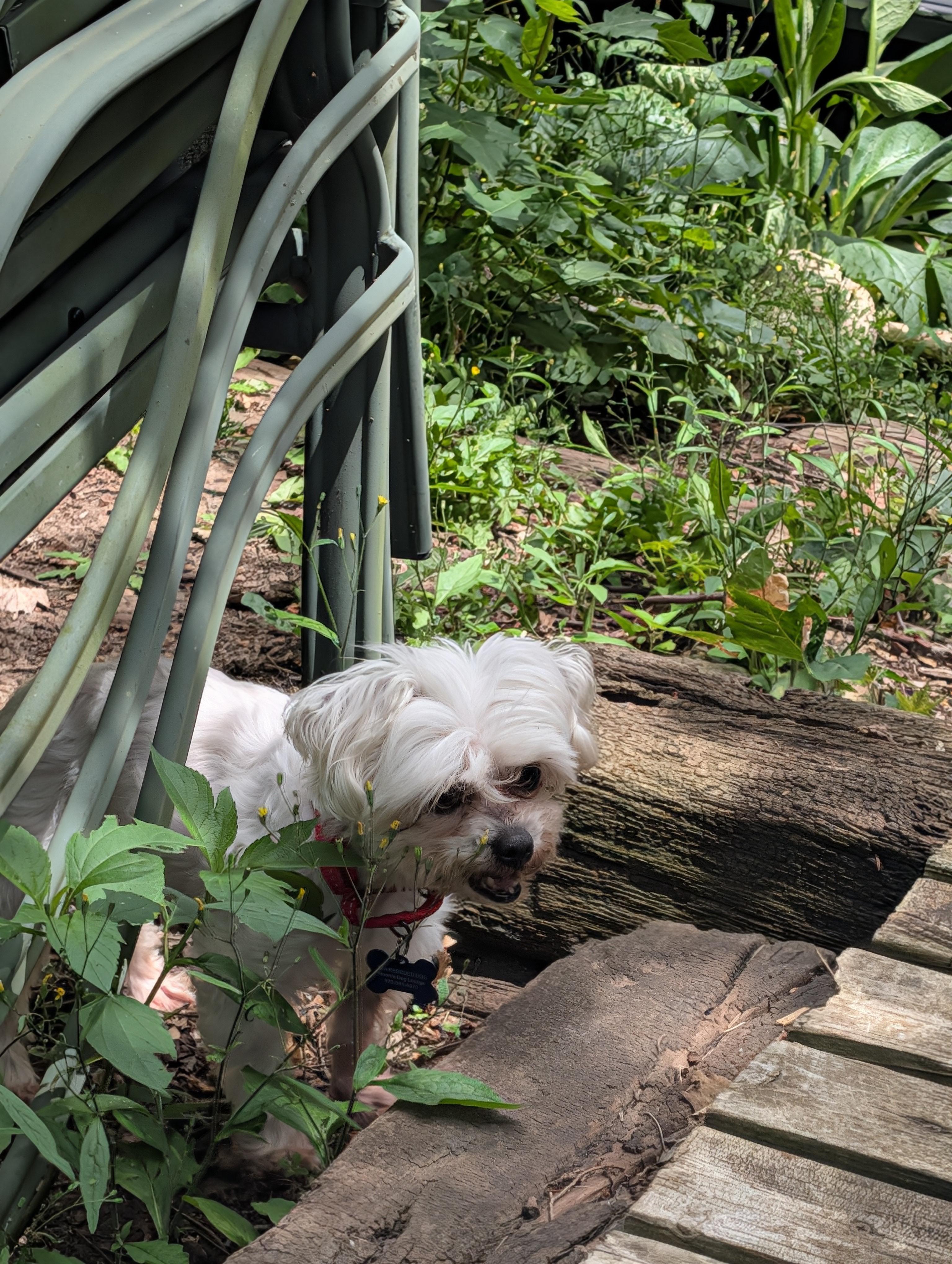 Enlarge Kevin, a ADOPTABLE Maltese in Whitewater, WI image 3/5
