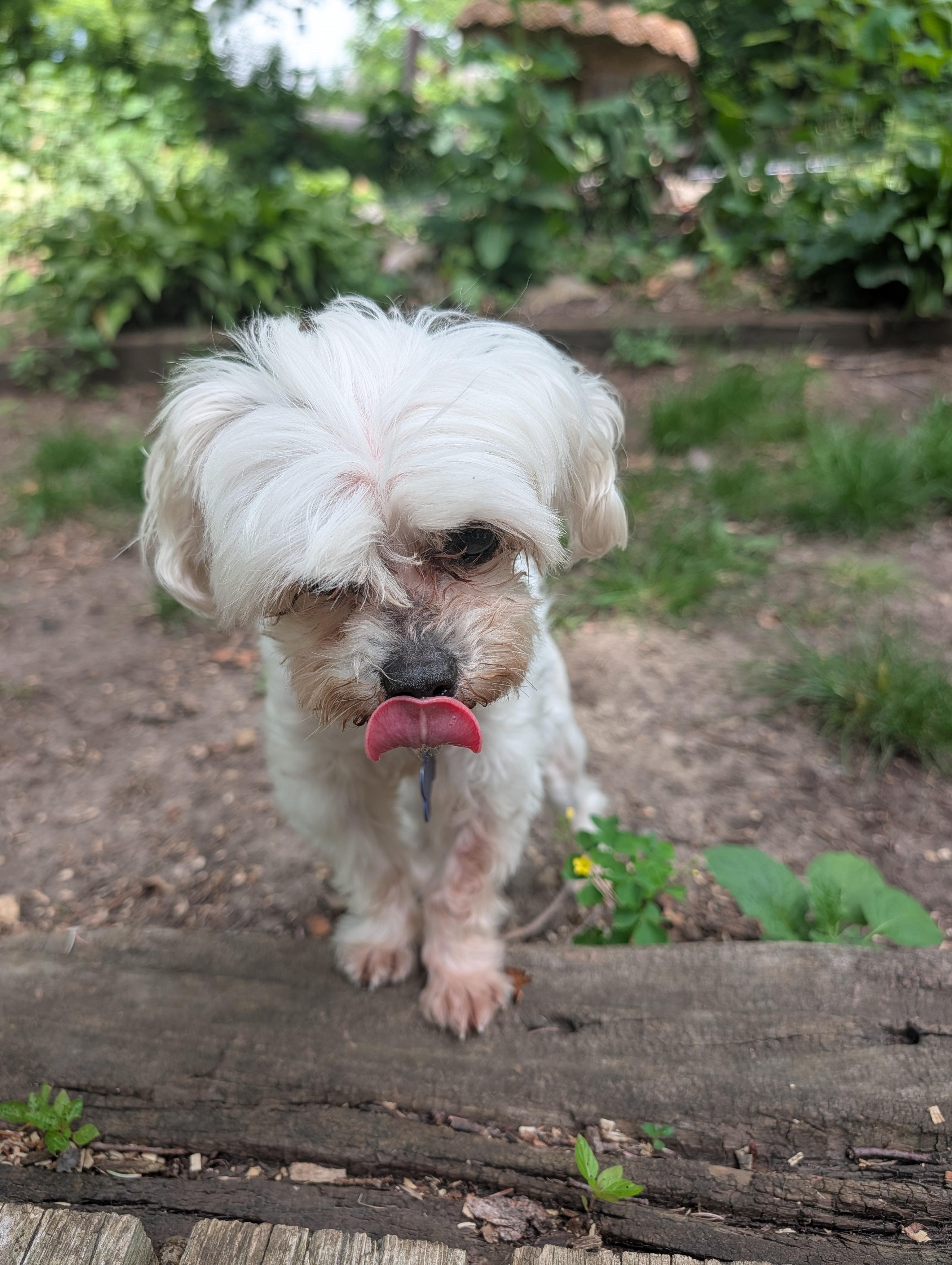 Enlarge Kevin, a ADOPTABLE Maltese in Whitewater, WI image 5/5