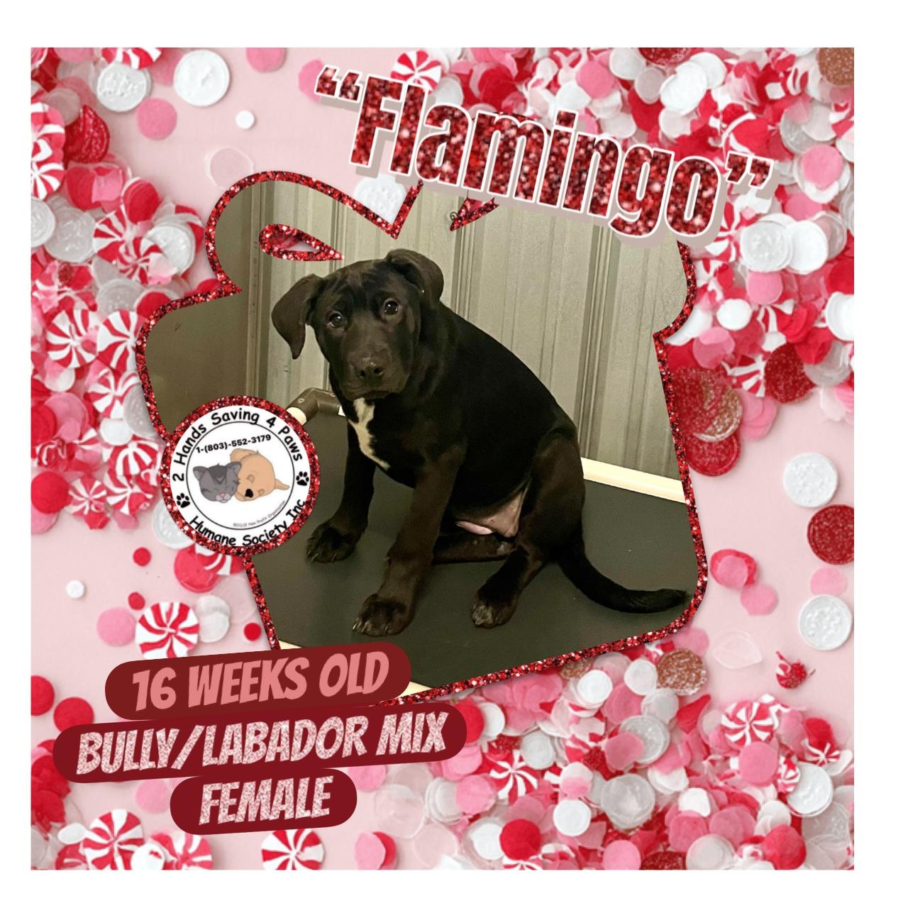 Enlarge Flamingos , a Adoptable mixed breed in Thomson , GA image 1/2