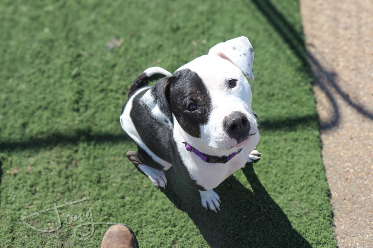 Enlarge Sprite, a Adopted mixed breed in Jackson, MS image 2/3