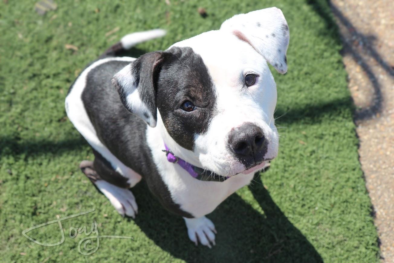 Enlarge Sprite, a Adopted mixed breed in Jackson, MS image 3/3