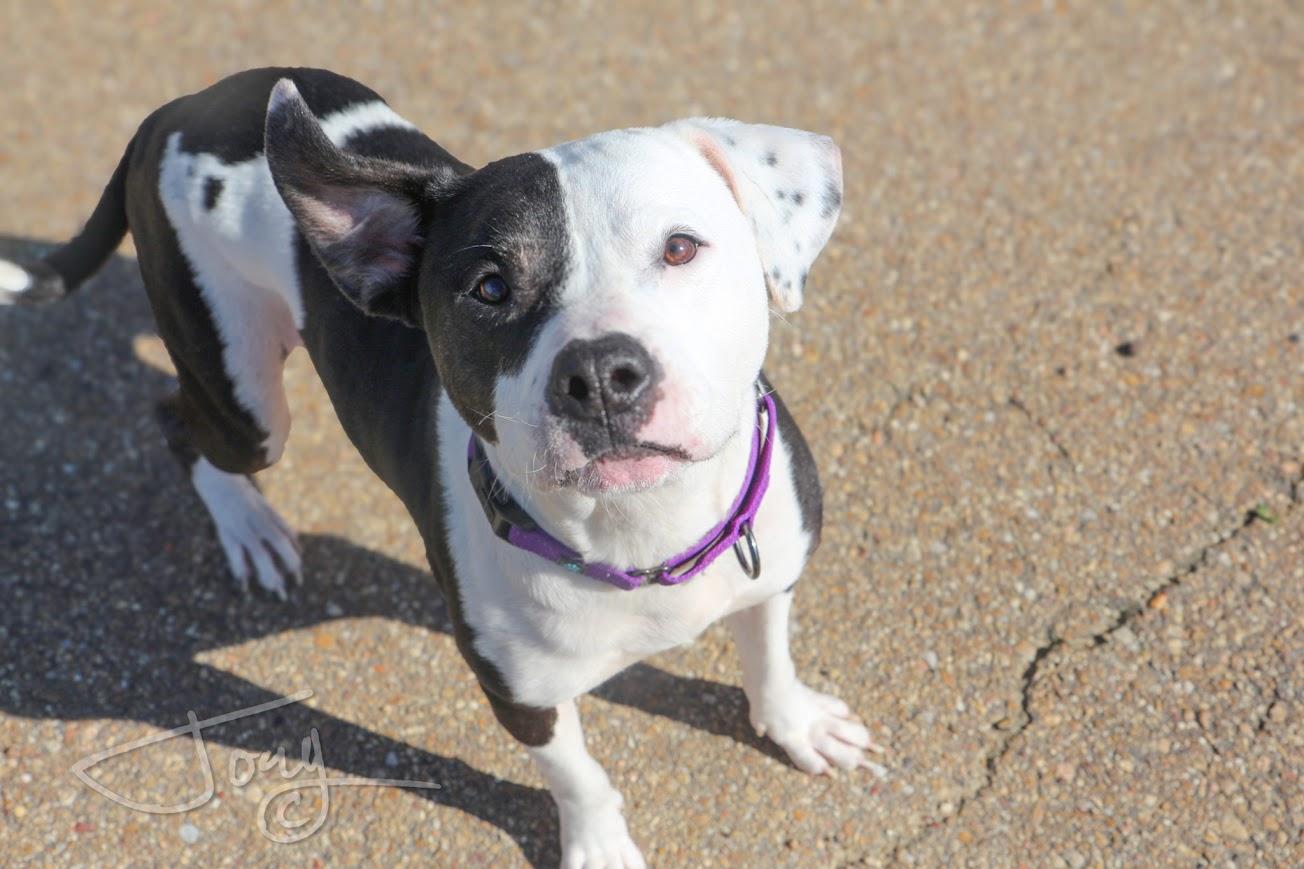 Enlarge Sprite, a Adopted mixed breed in Jackson, MS image 1/3