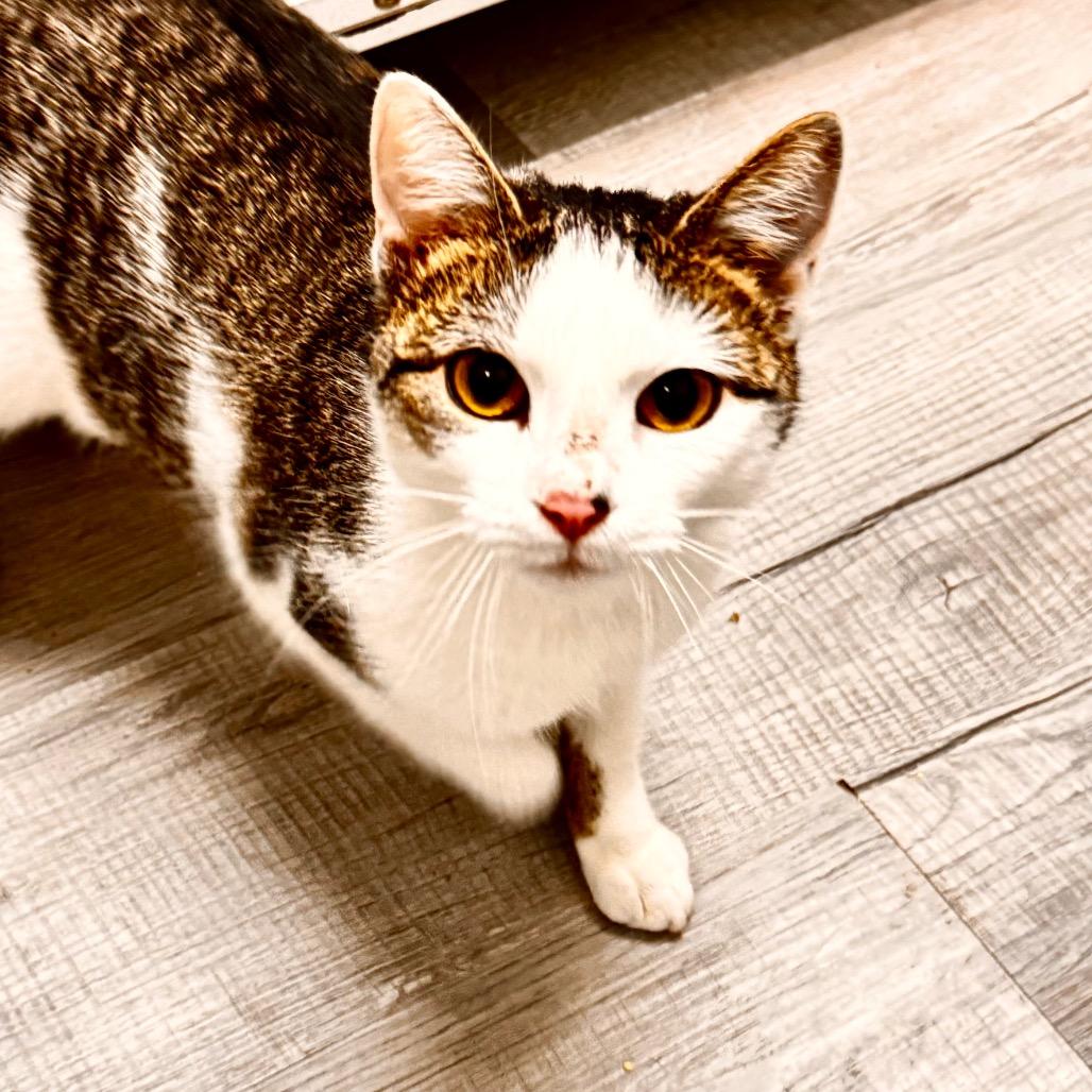 Josephine, Adoptable, Young Female Domestic Short Hair.