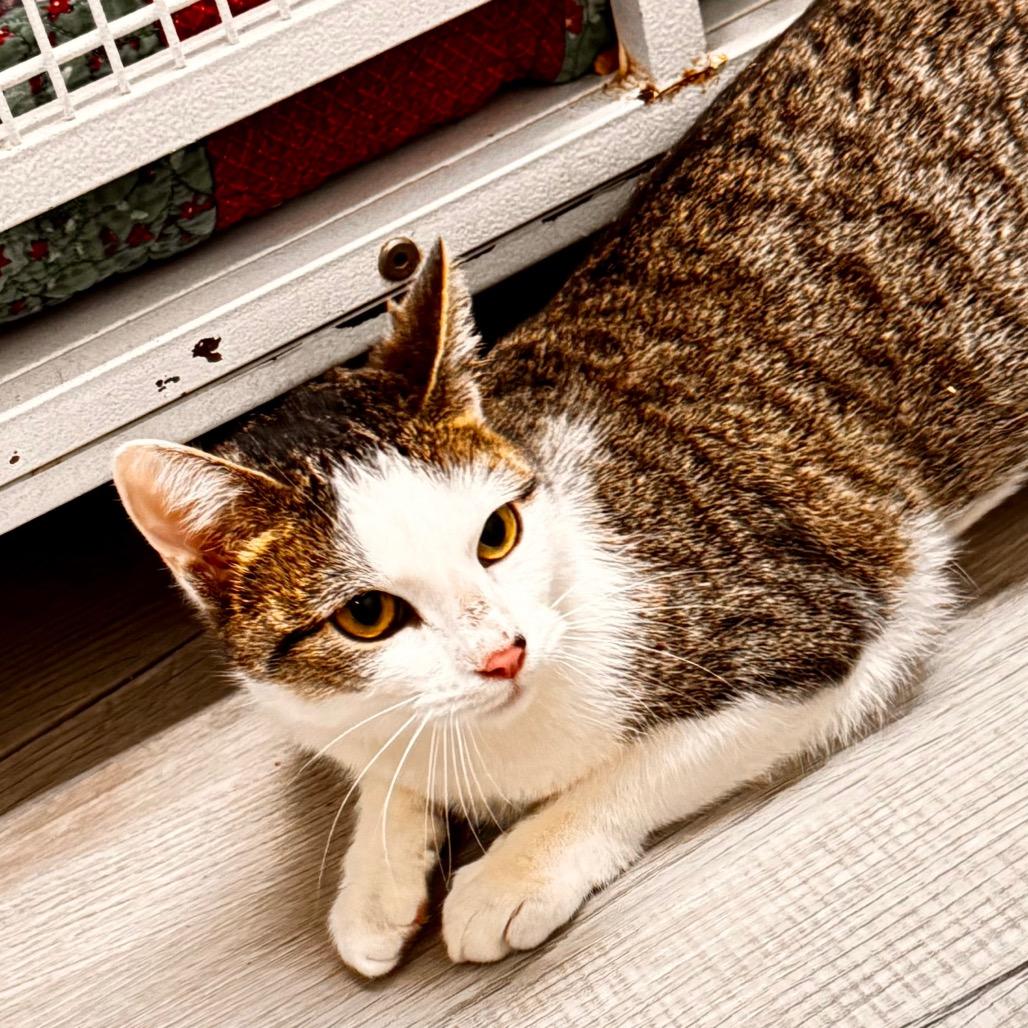 Josephine, a Adoptable Domestic Short Hair in Franklin, NC image 3/6