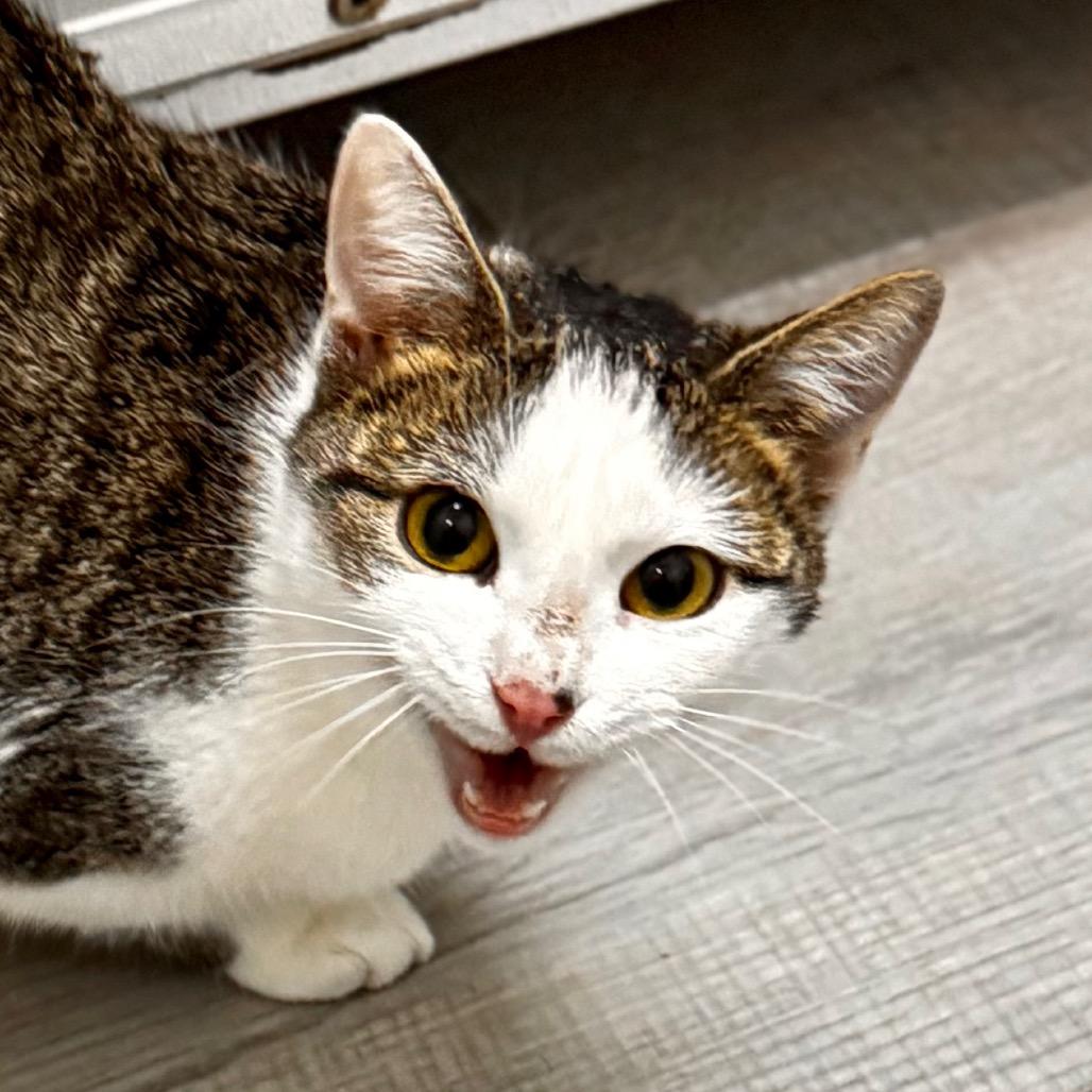 Josephine, a Adoptable Domestic Short Hair in Franklin, NC image 4/6