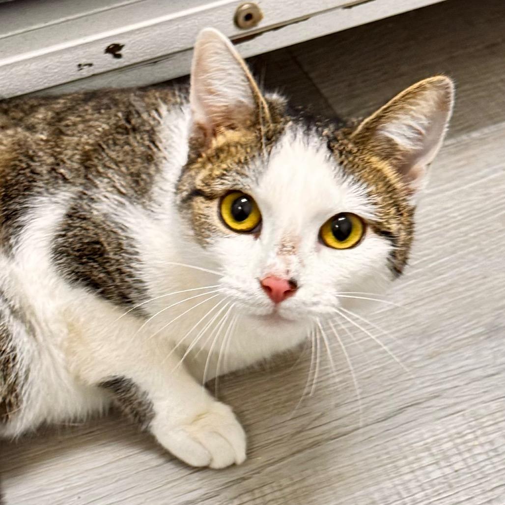 Josephine, a Adoptable Domestic Short Hair in Franklin, NC image 5/6