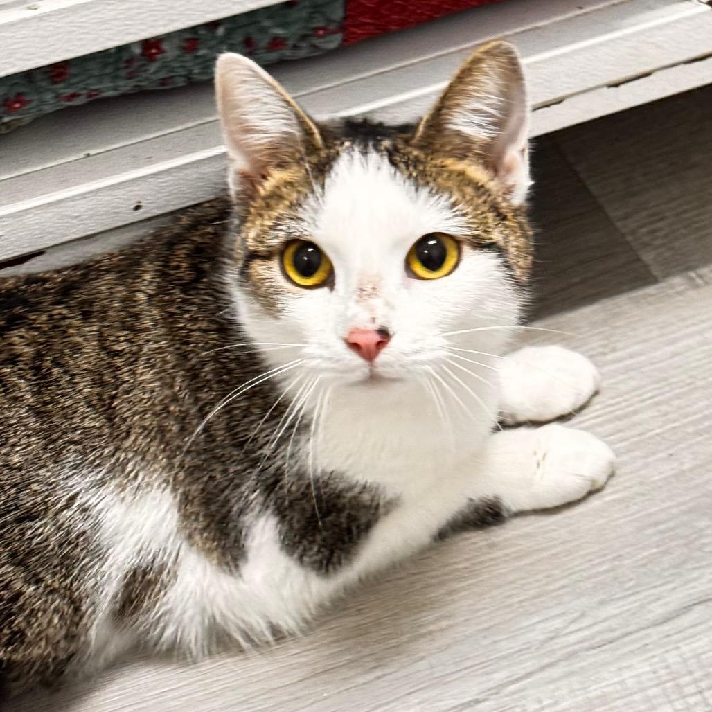 Josephine, a Adoptable Domestic Short Hair in Franklin, NC image 6/6