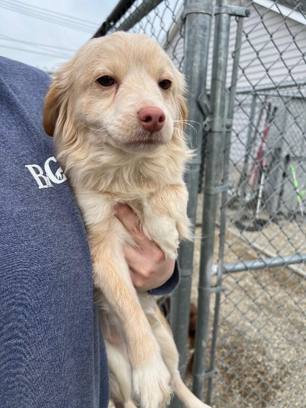 Louie, Adoptable, Young Male Chihuahua & Mixed Breed.