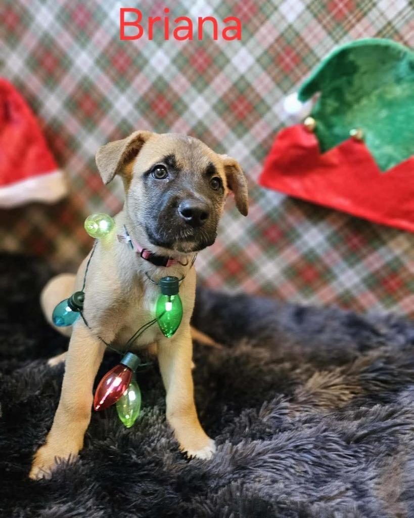 Enlarge Brianna, a Adopted mixed breed in Valparaiso, IN image 1/1