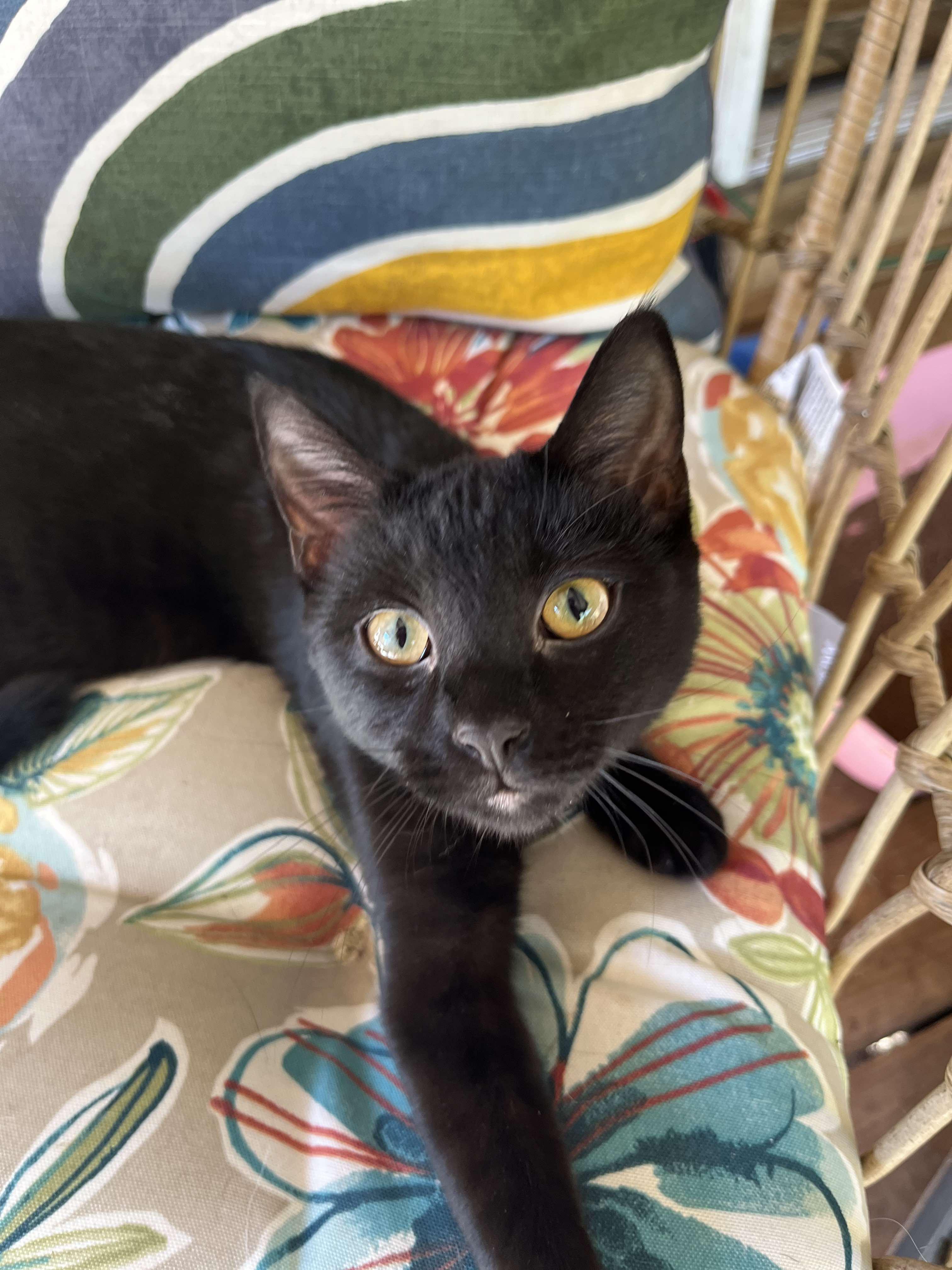 Enlarge Tina, a Adoptable Domestic Short Hair in Londonderry, OH image 1/6